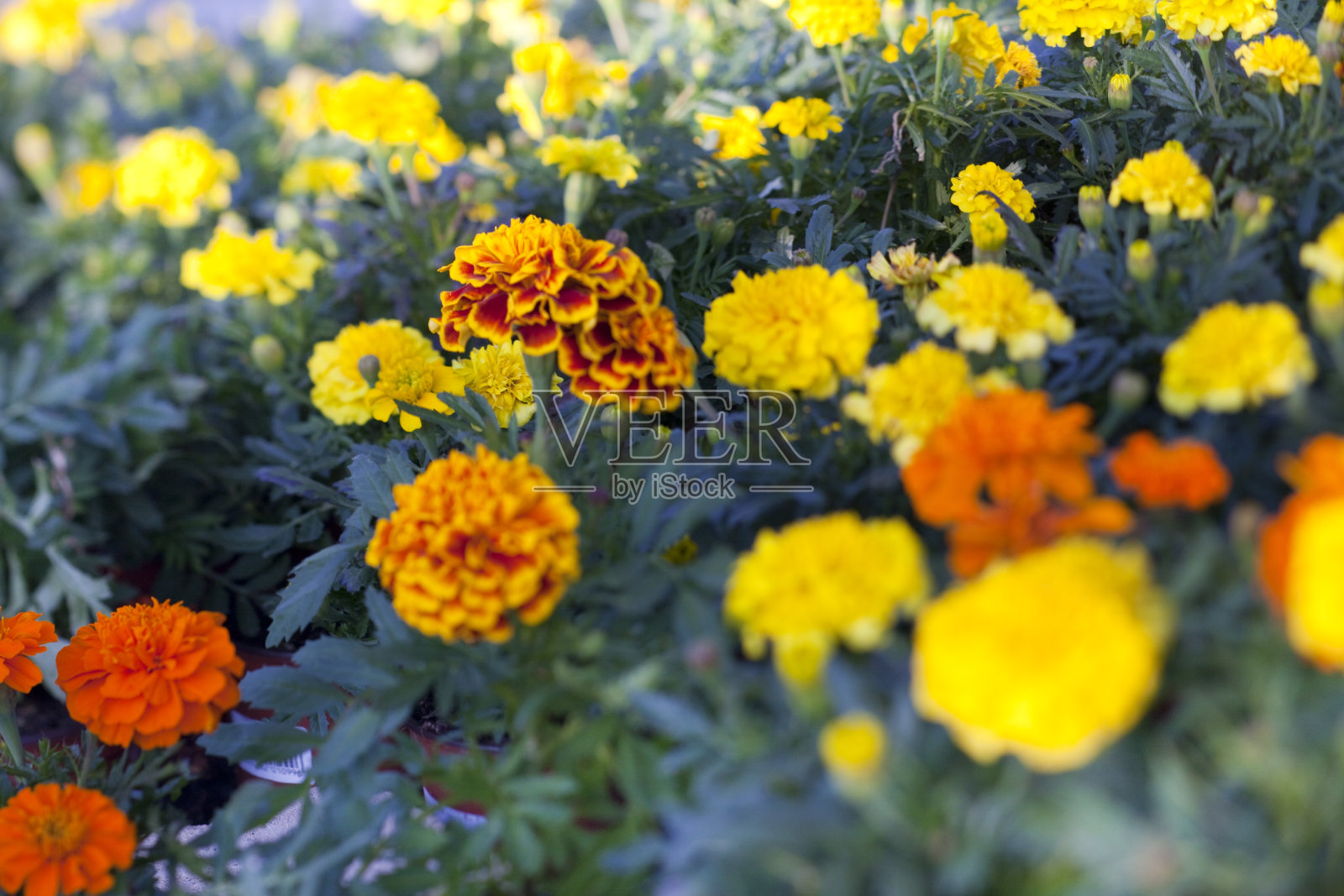 万寿菊照片摄影图片