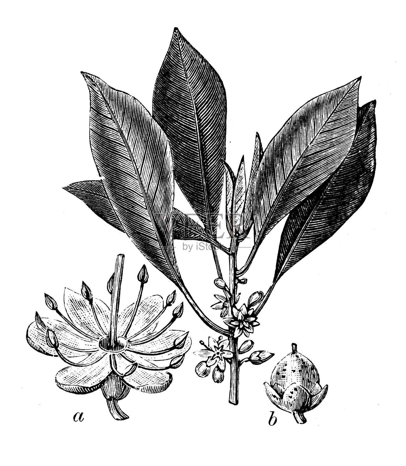 古塔波卡的古董插图插画图片素材