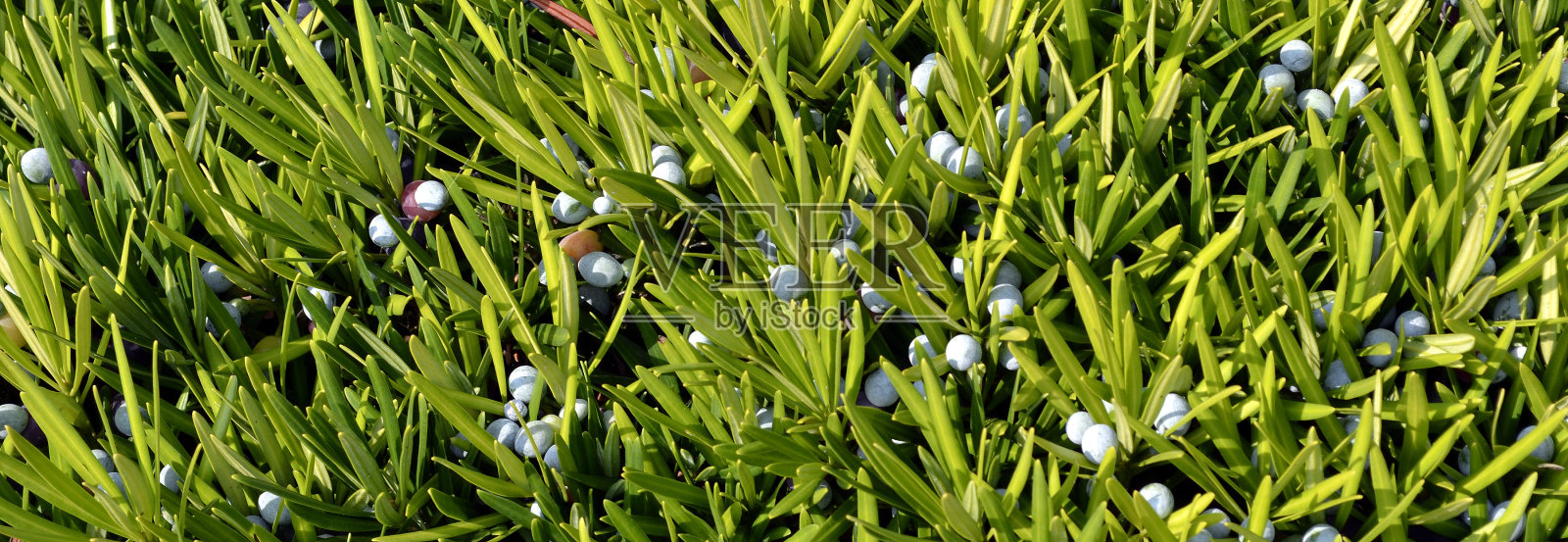 绿色的灌木照片摄影图片