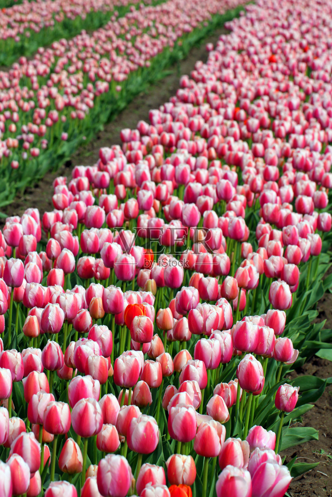 亮粉红色线照片摄影图片