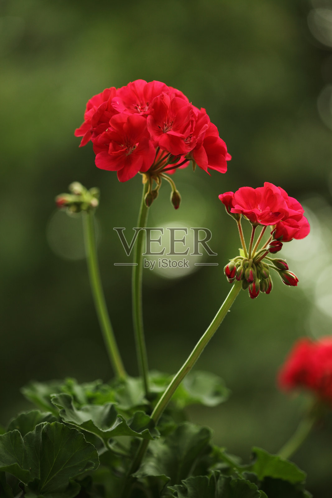 红色天竺葵花照片摄影图片