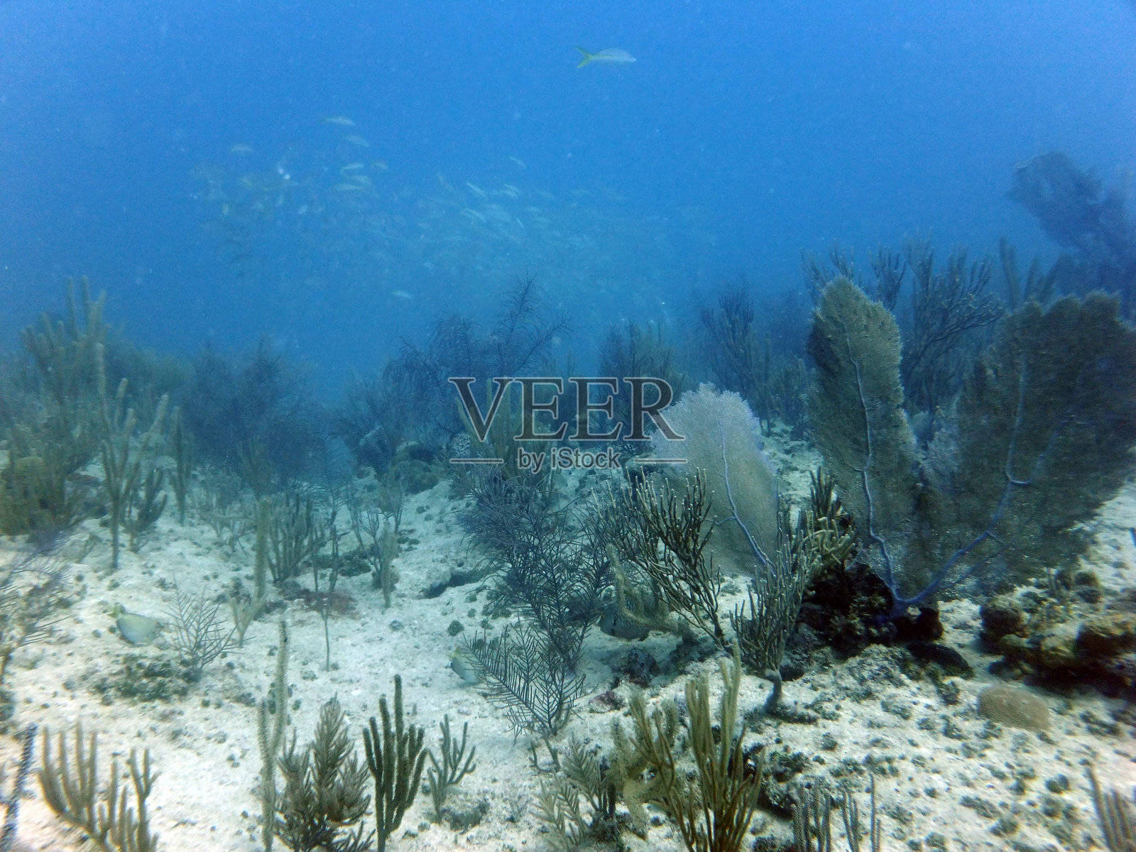 加勒比海珊瑚礁照片摄影图片