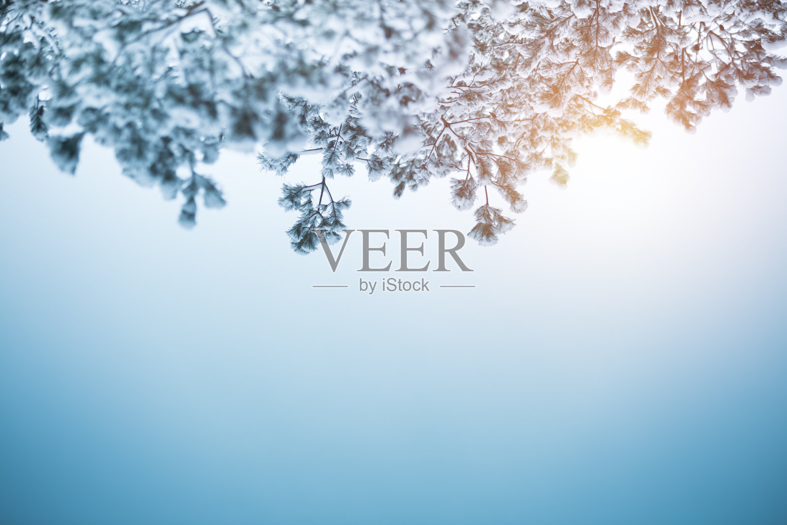 冬天树枝照片摄影图片