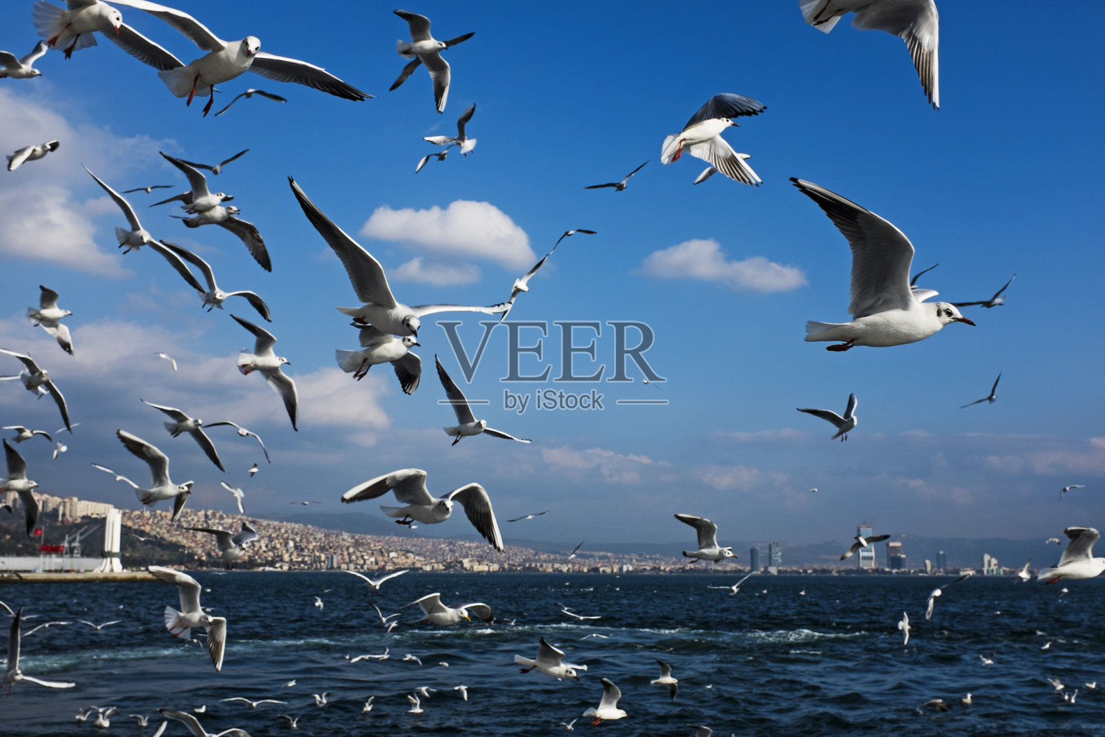 海鸥——土耳其伊兹密尔照片摄影图片