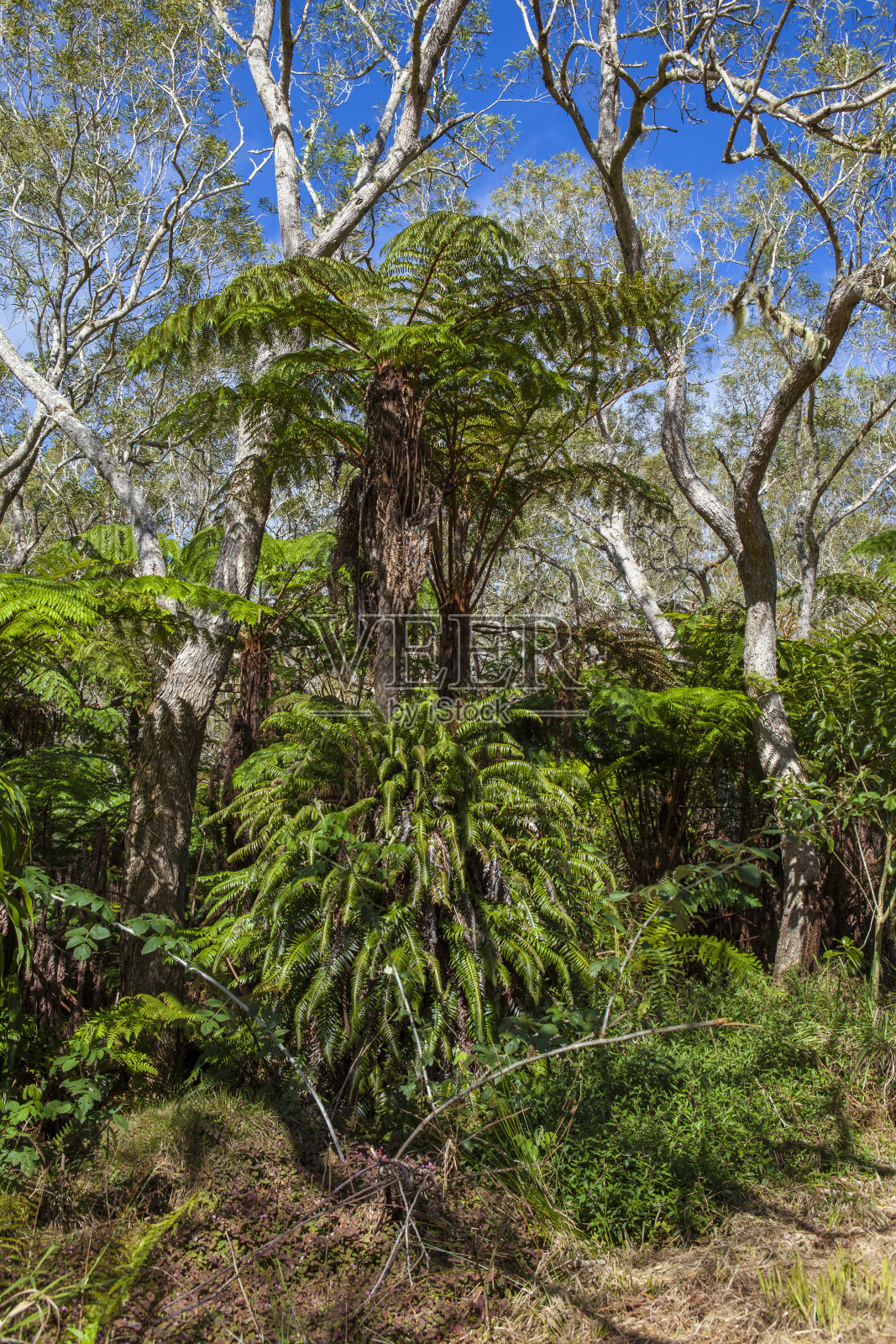 留尼汪岛的雨林- Forêt de Bébour照片摄影图片