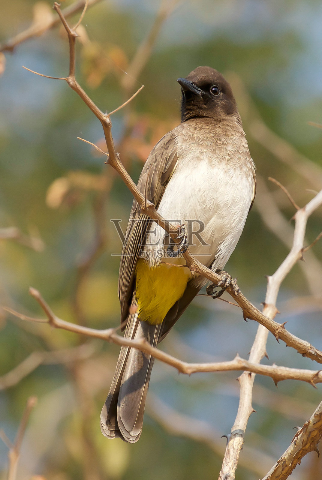 Dark-Capped夜莺照片摄影图片