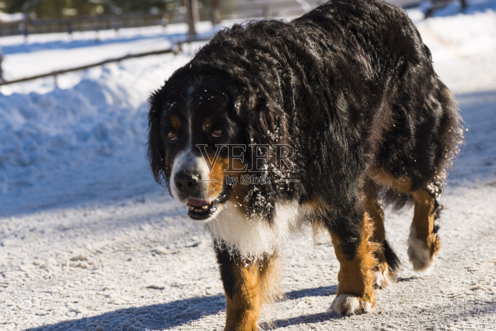 伯恩斯山地犬在冬天的路上照片摄影图片