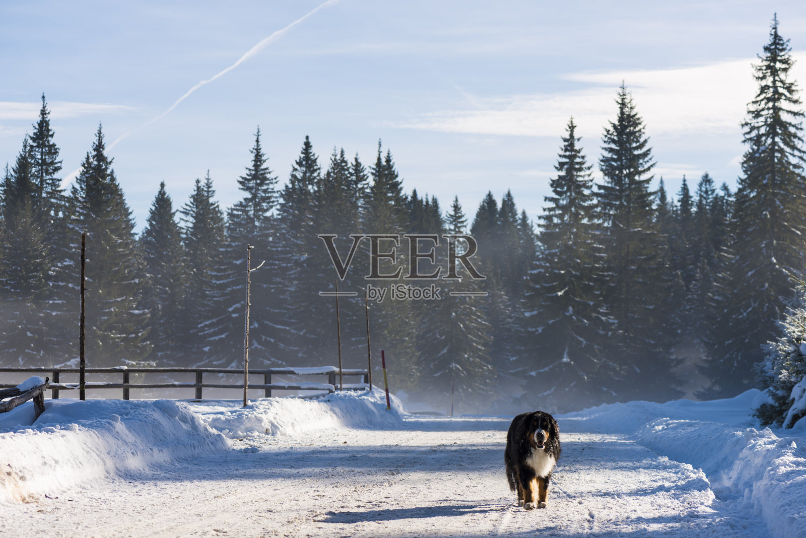 伯恩斯山地犬在冬天的路上照片摄影图片