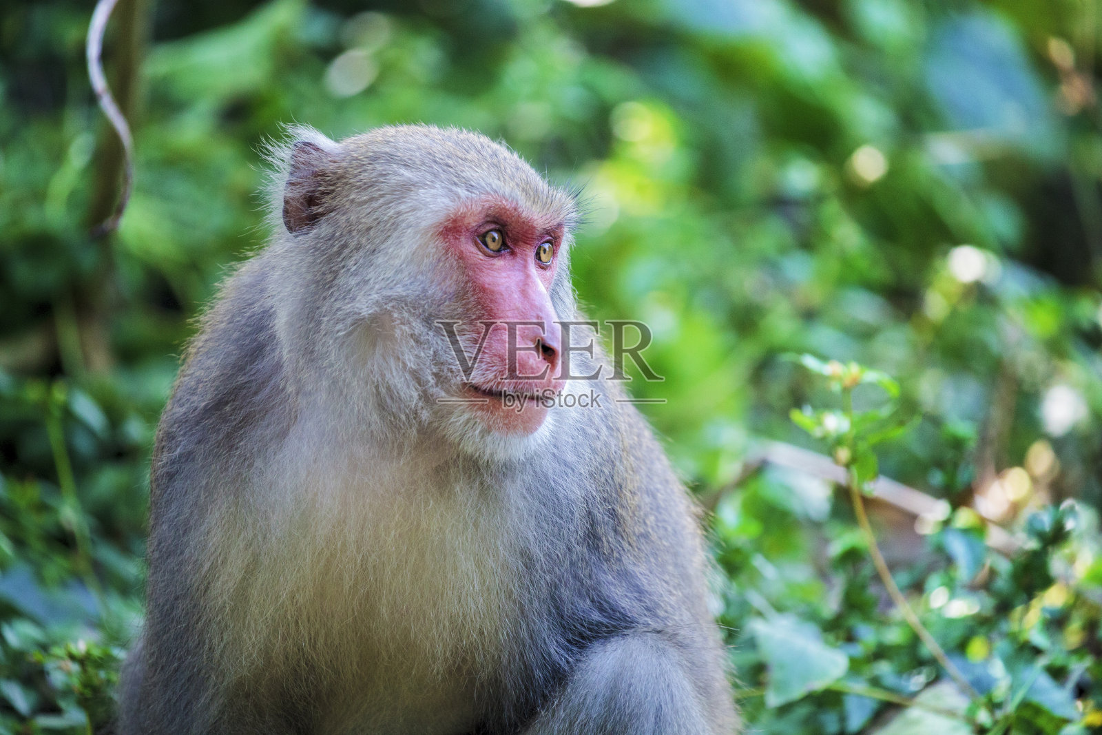 马卡卡环形照片摄影图片