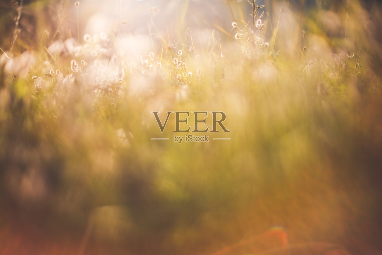 夏日黄昏阳光下的草地照片摄影图片