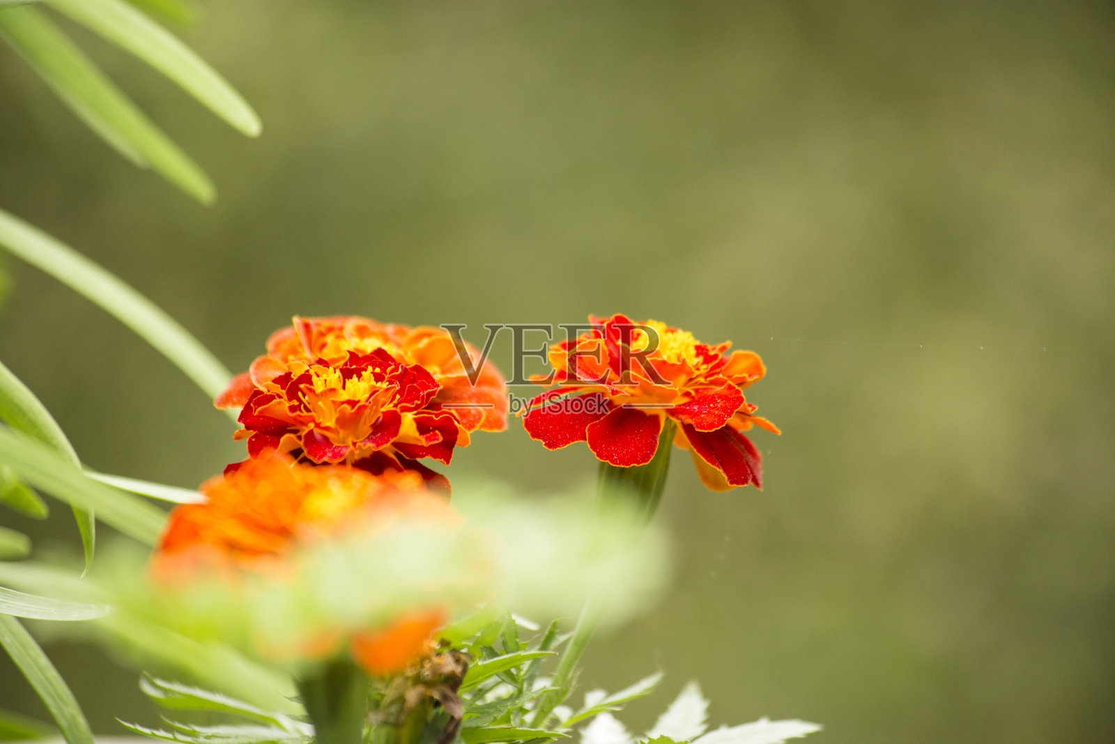 万寿菊长在后院的花园里。照片摄影图片