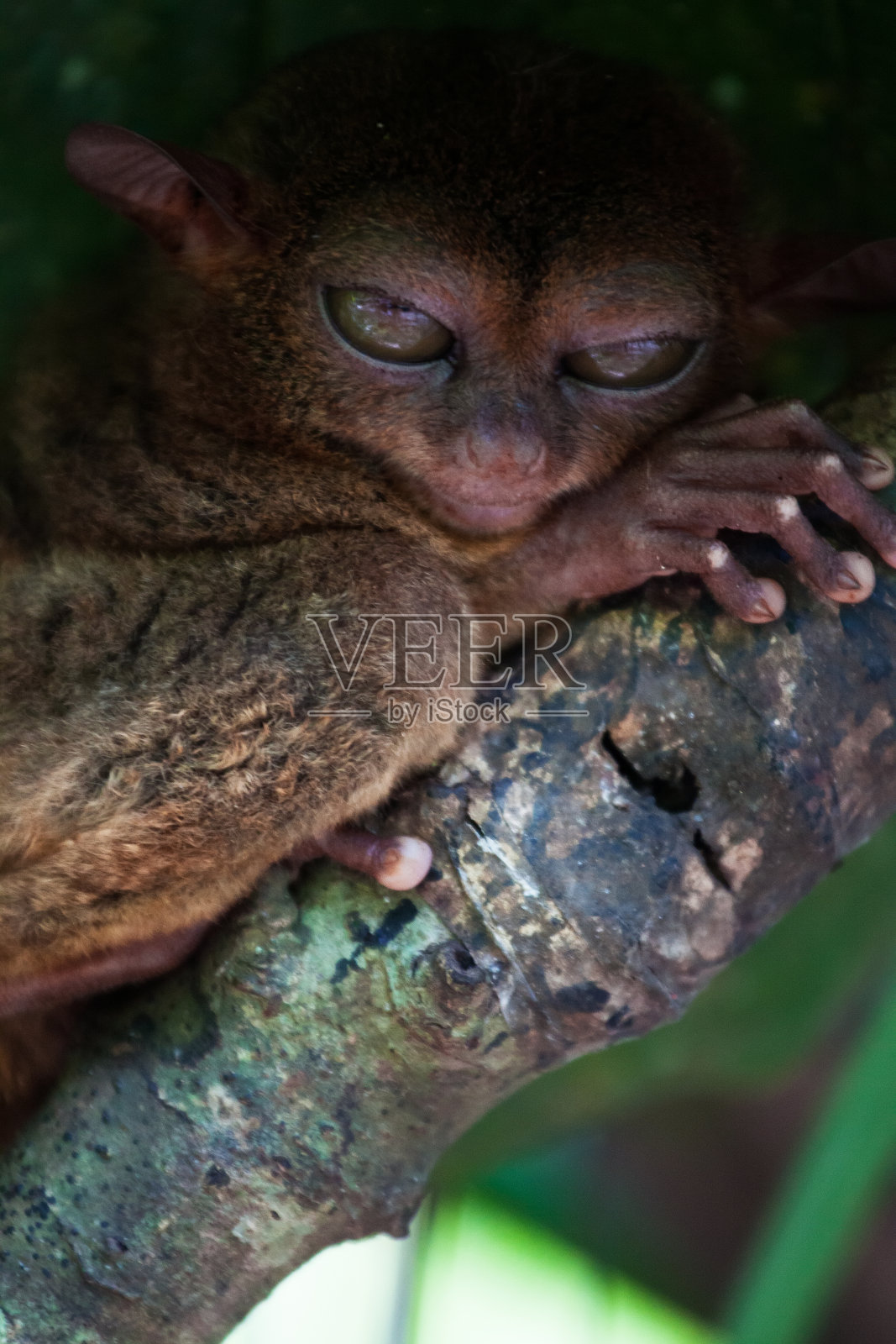 眼镜猴照片摄影图片