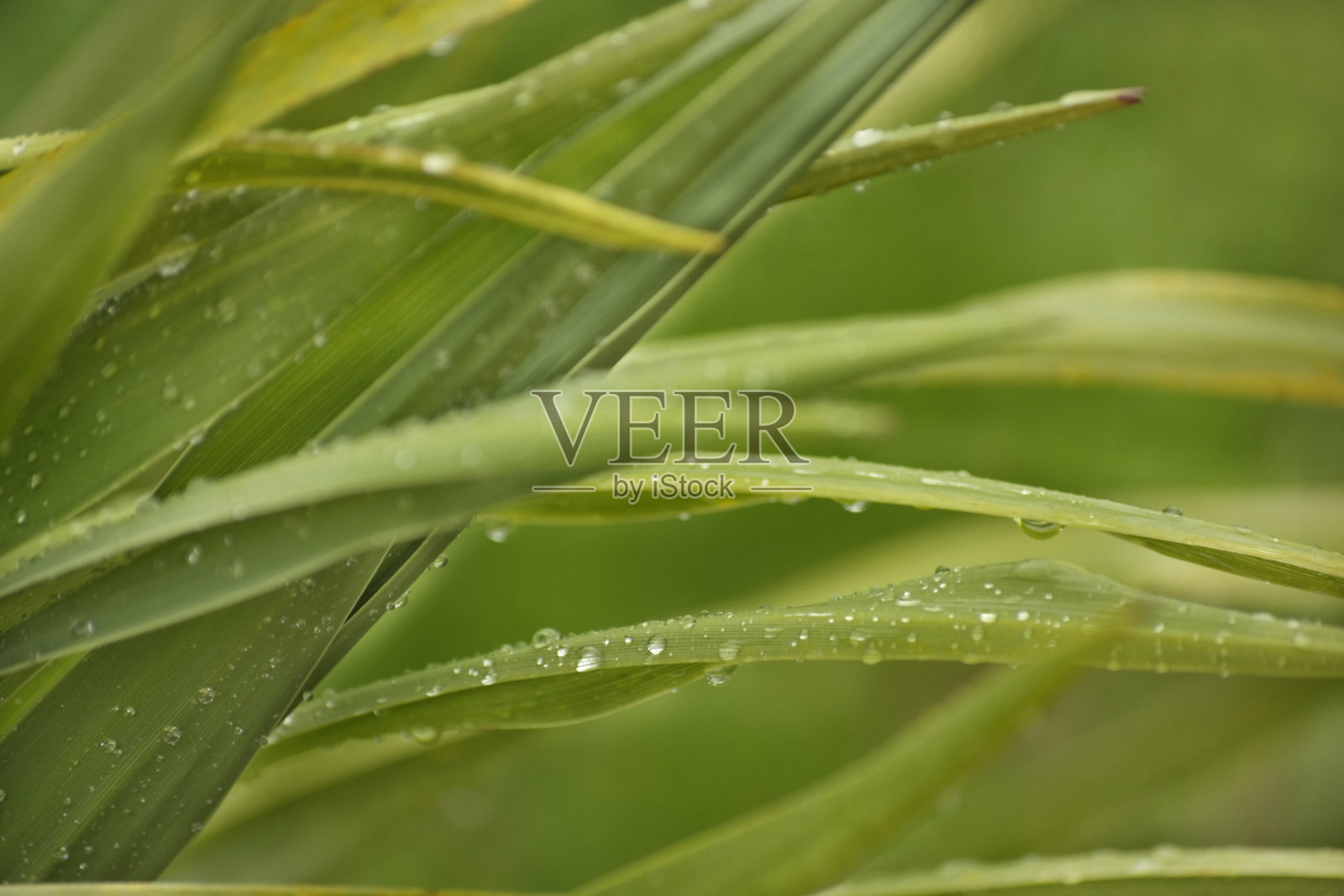 种下春雨照片摄影图片