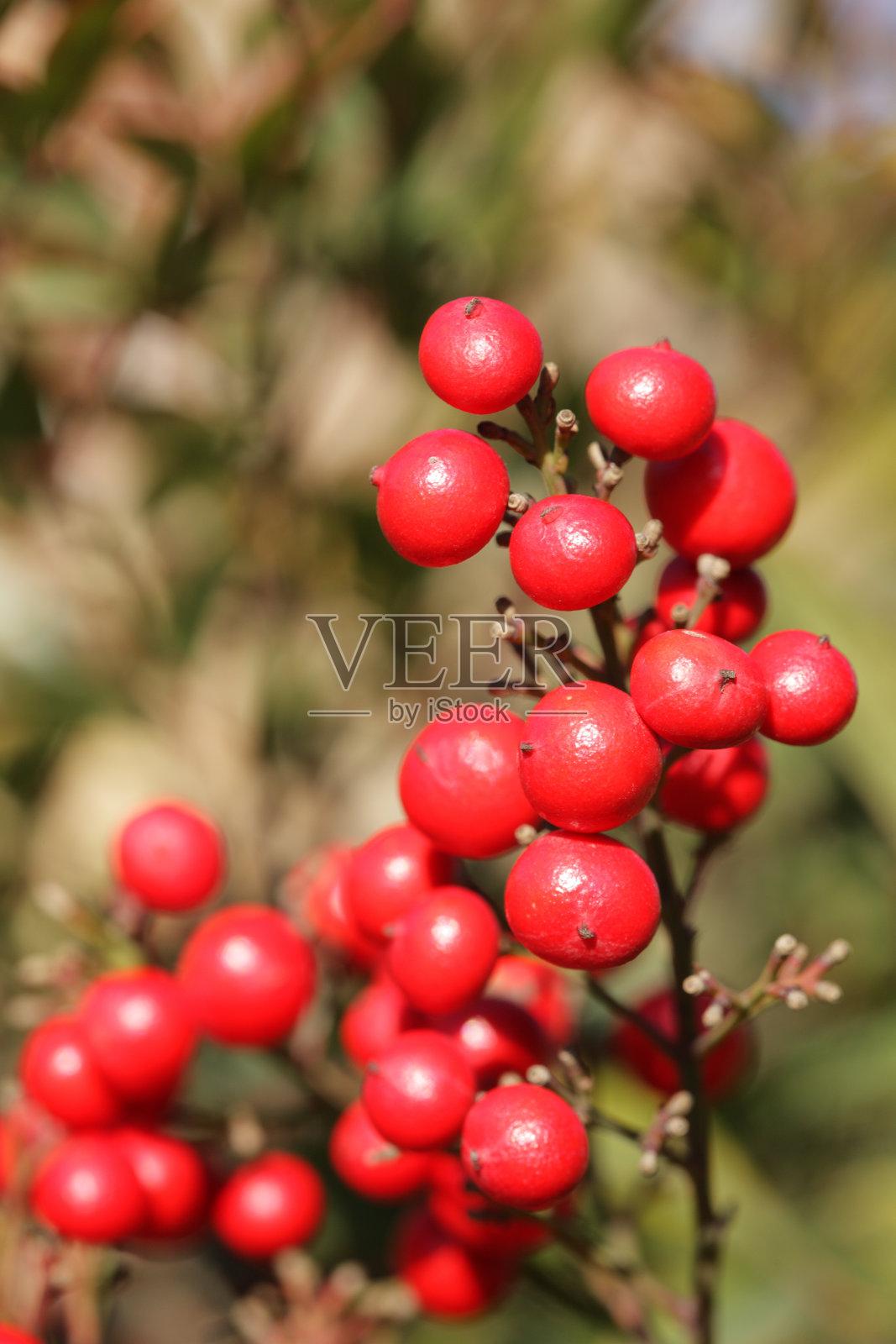 红浆果的细节照片摄影图片