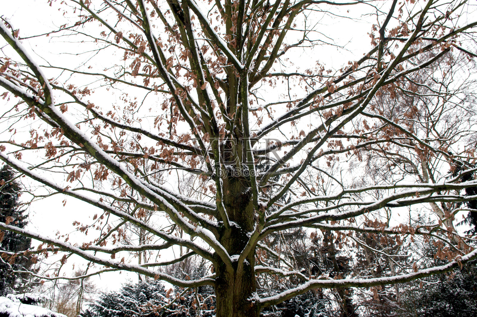 冬天照片摄影图片