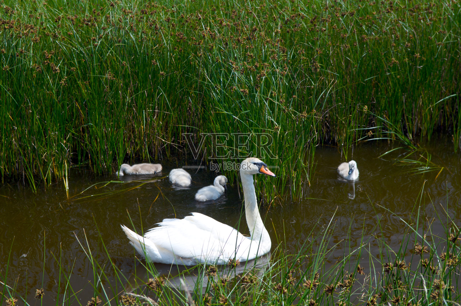 天鹅与年轻照片摄影图片