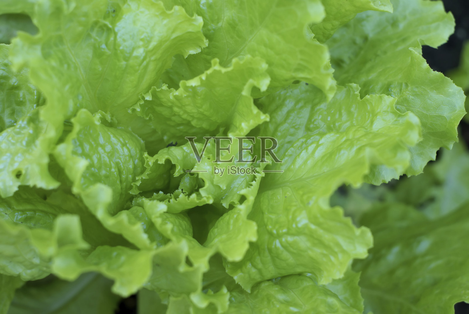 生菜照片摄影图片