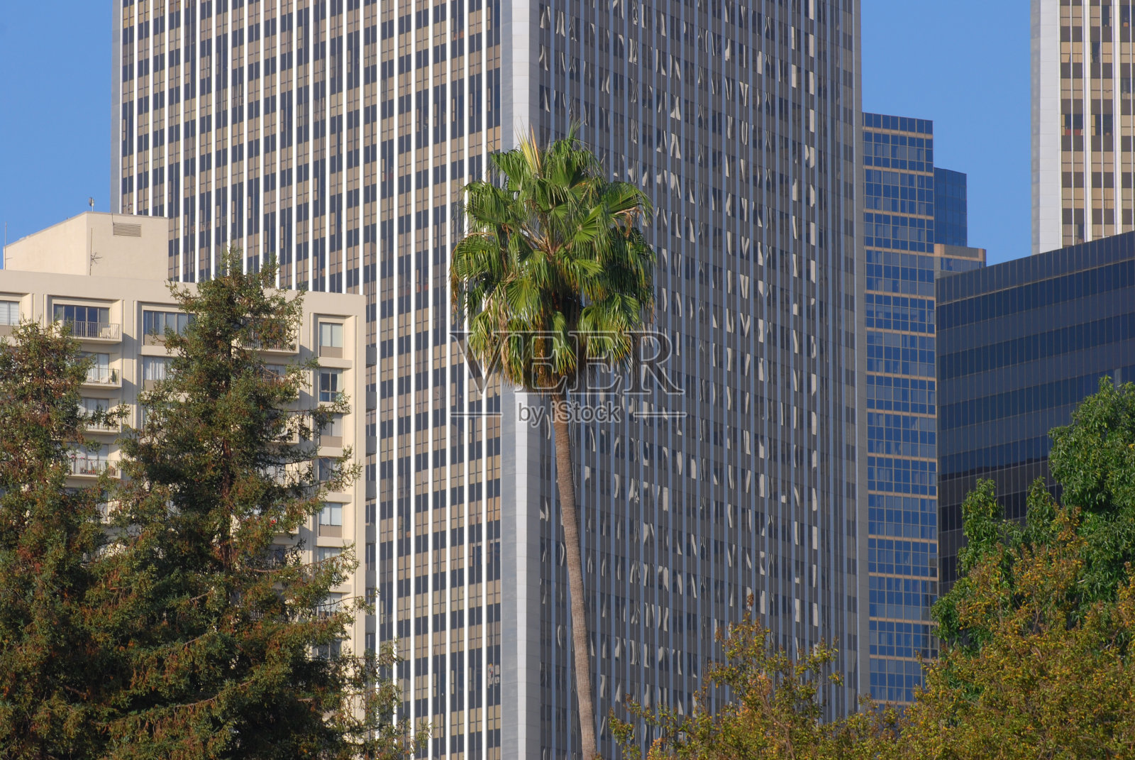 洛杉矶的棕榈树和摩天大楼照片摄影图片