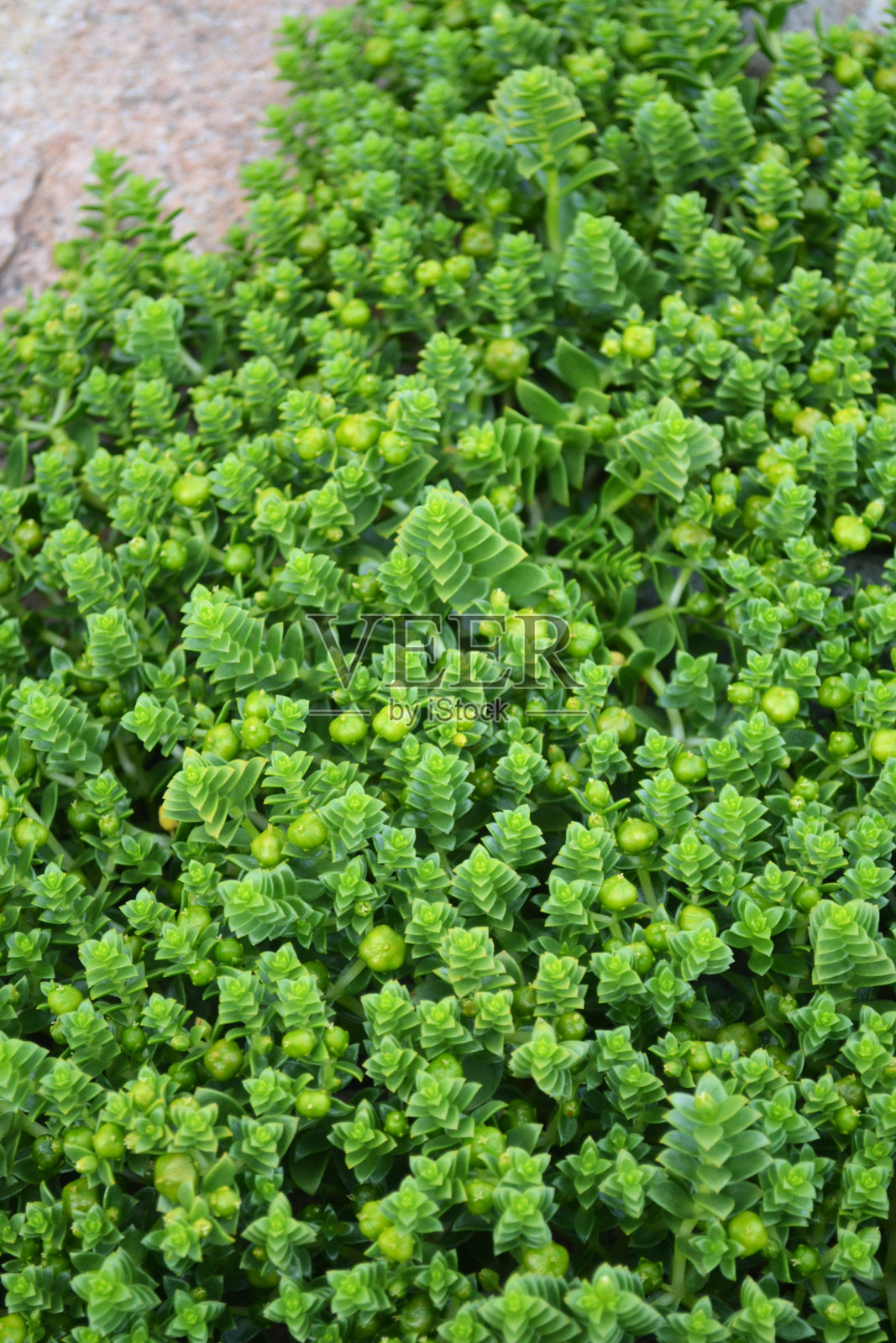 植物在海滩照片摄影图片