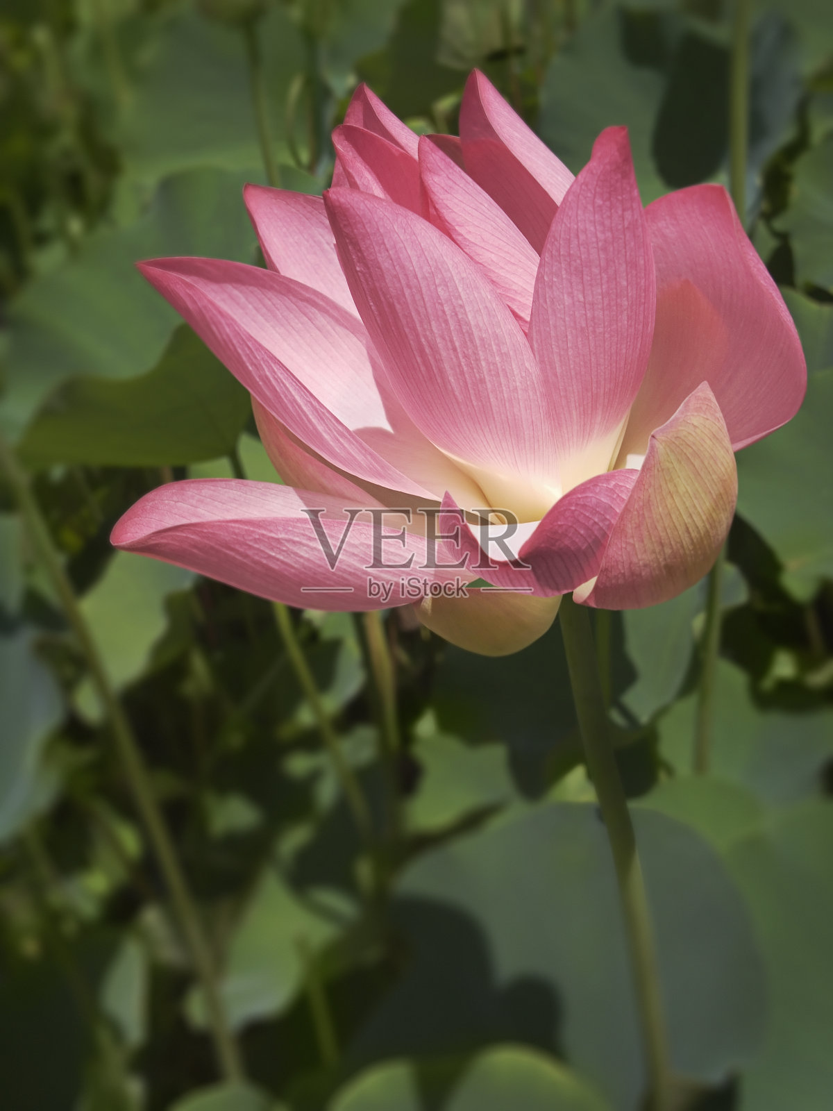 莲花照片摄影图片