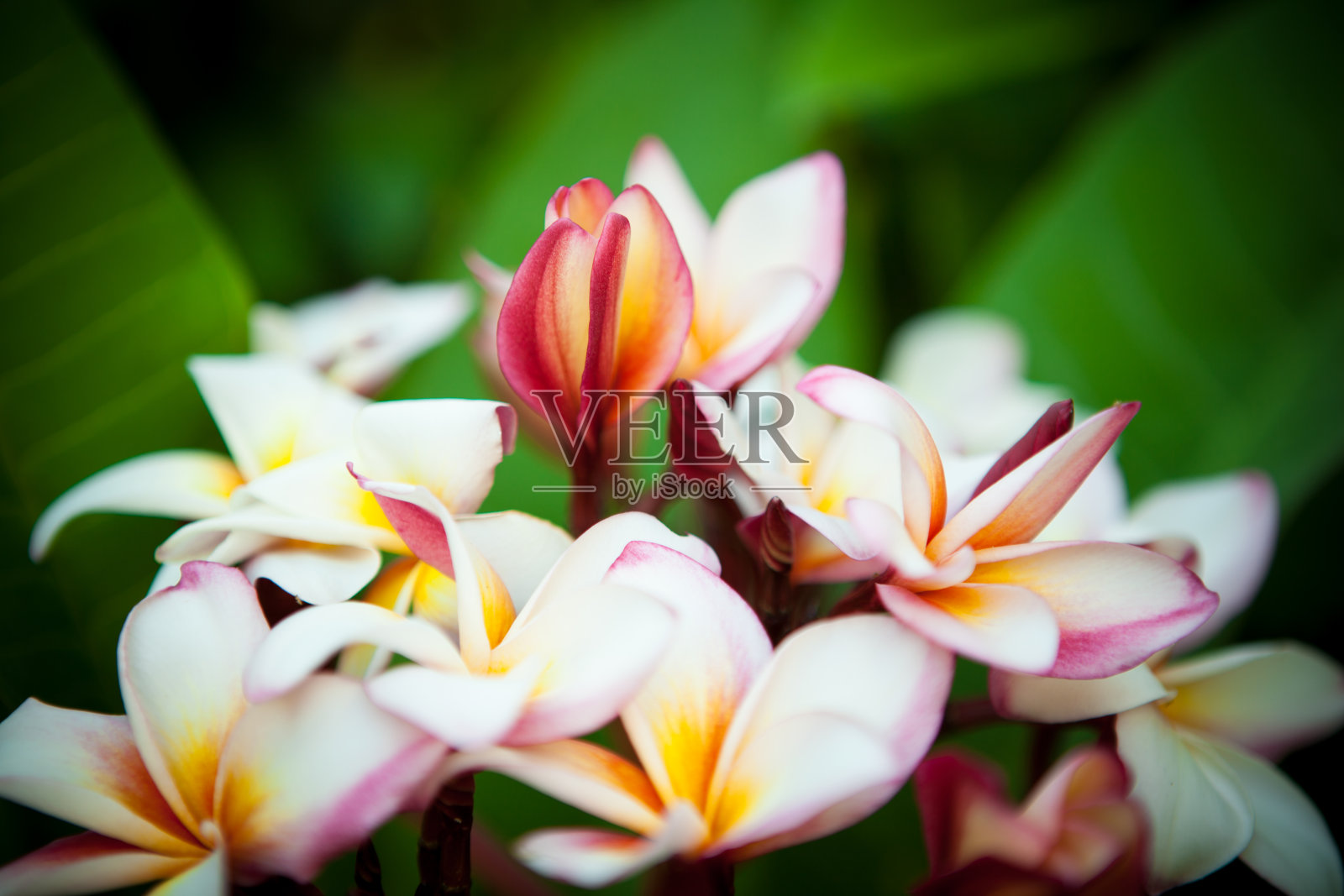 极端特写美丽的鸡蛋花盛开照片摄影图片