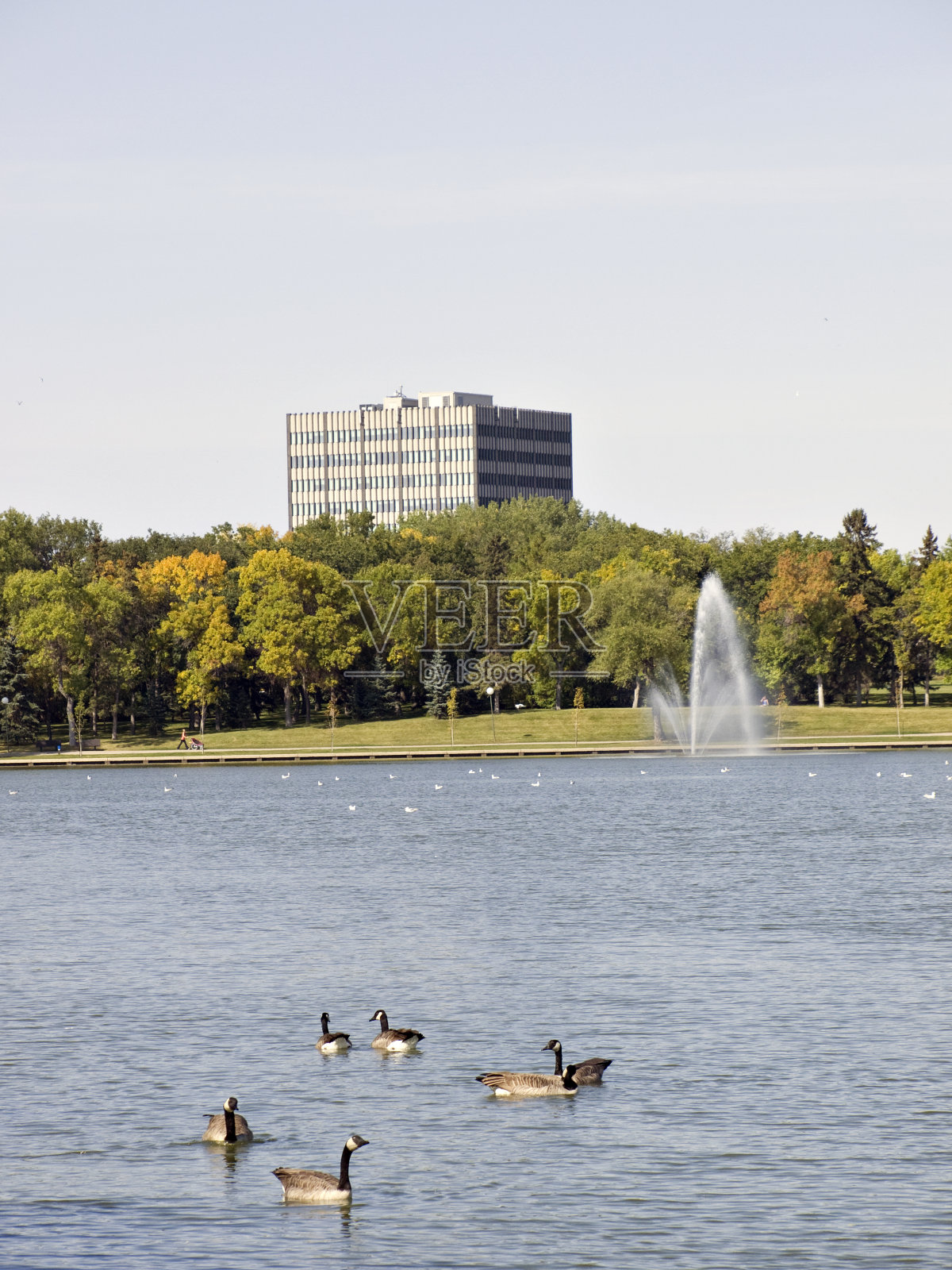 Regina的Wascana湖和鹅照片摄影图片