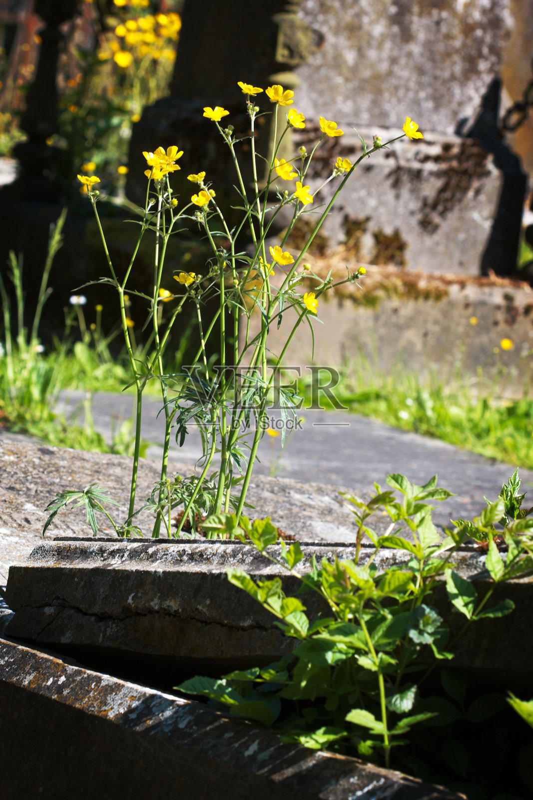 老开墓碑照片摄影图片