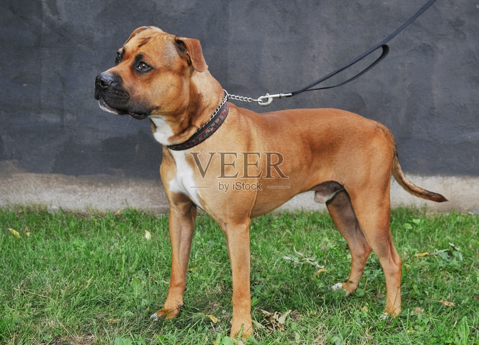 雄性斗牛犬或斯塔福德郡梗犬全身射击照片摄影图片