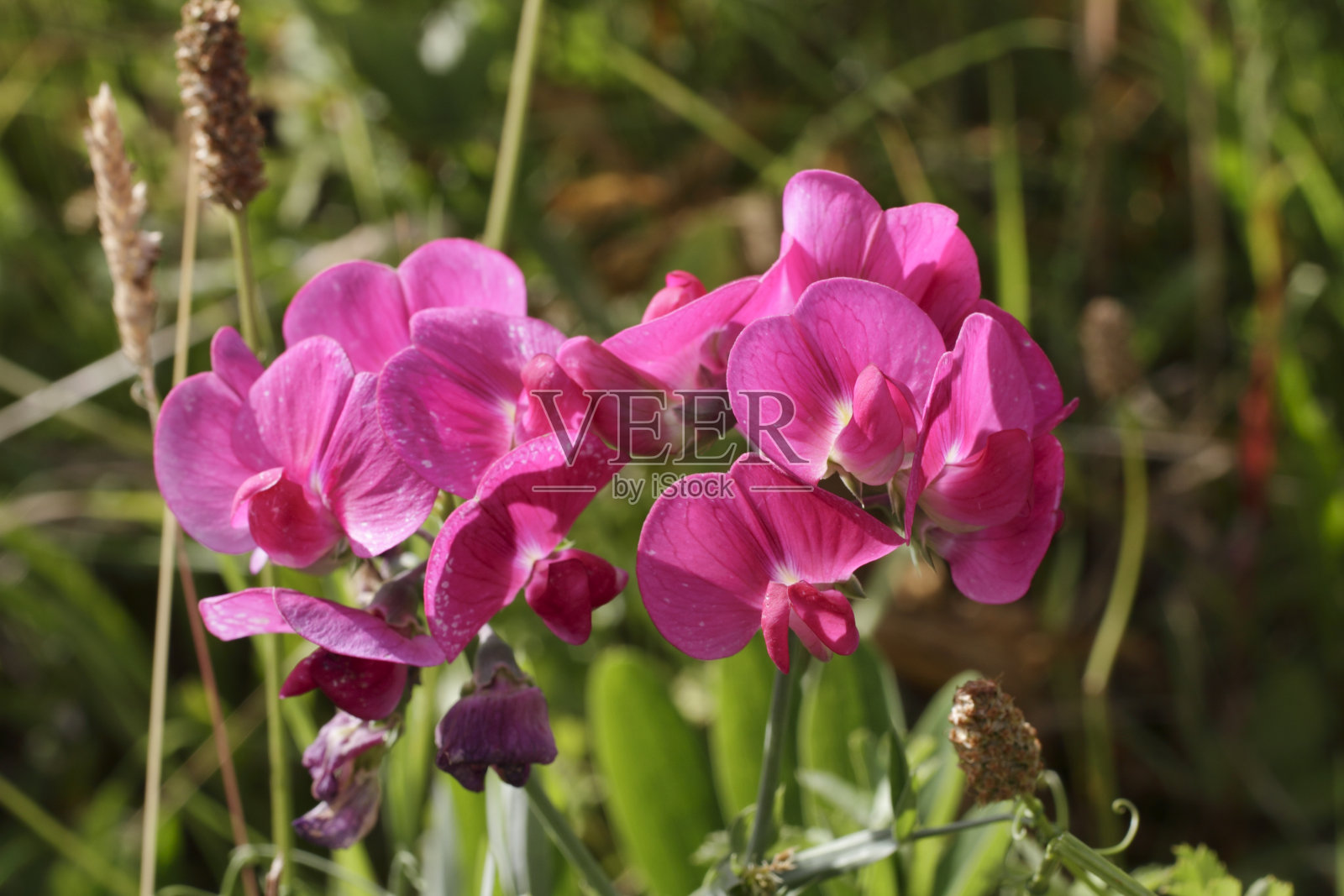 深粉红色的常绿宽叶豌豆花照片摄影图片