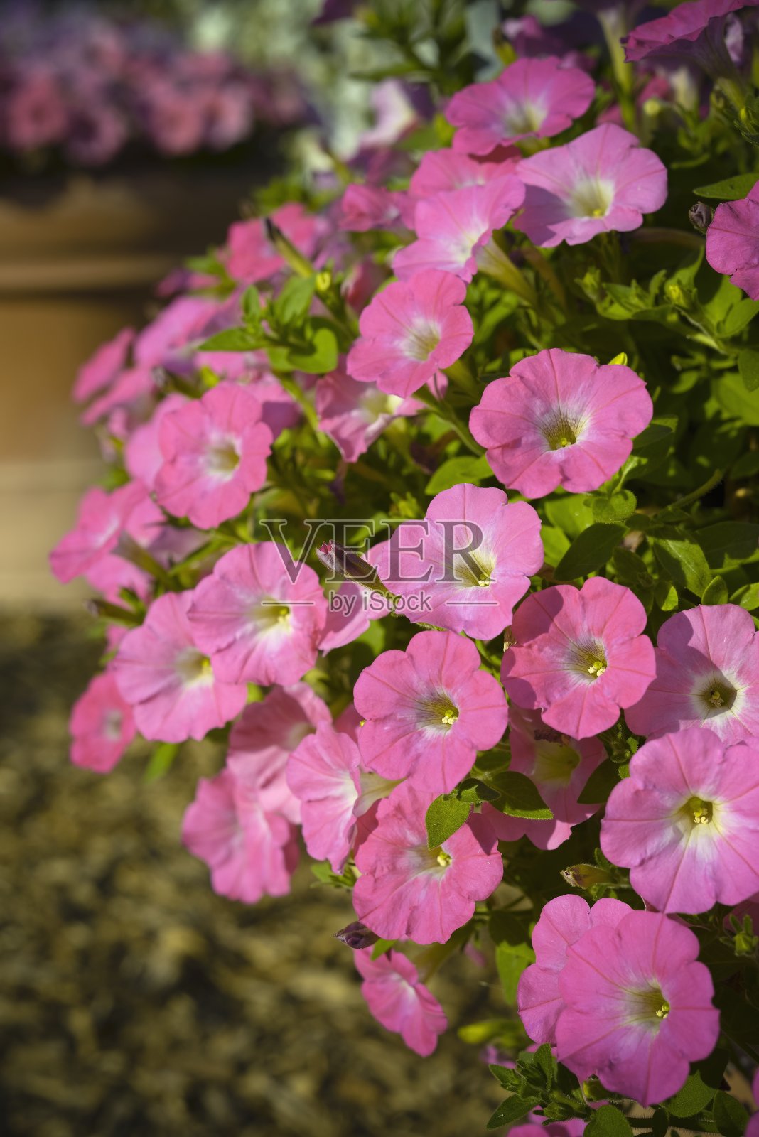 粉红色的喇叭花照片摄影图片