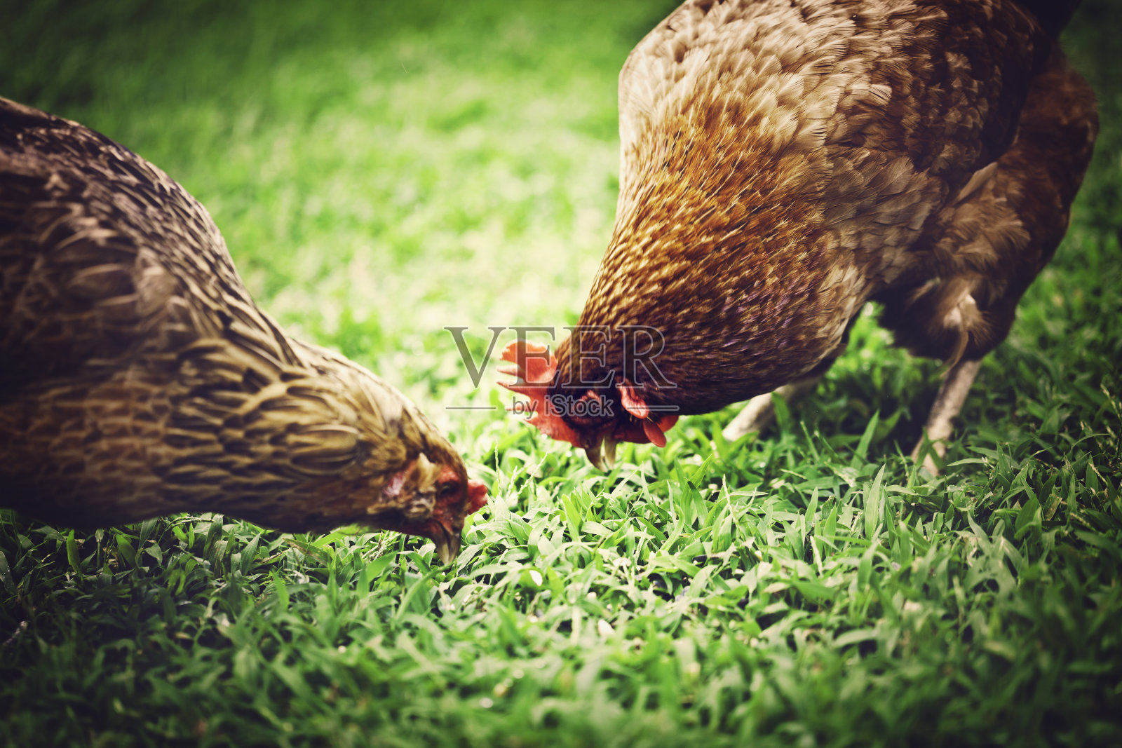 有机养鸡放养后院照片摄影图片