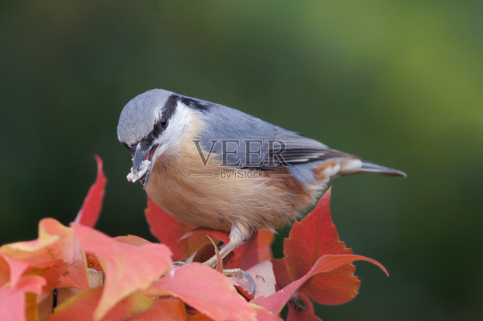 站在欧洲的饲料照片摄影图片