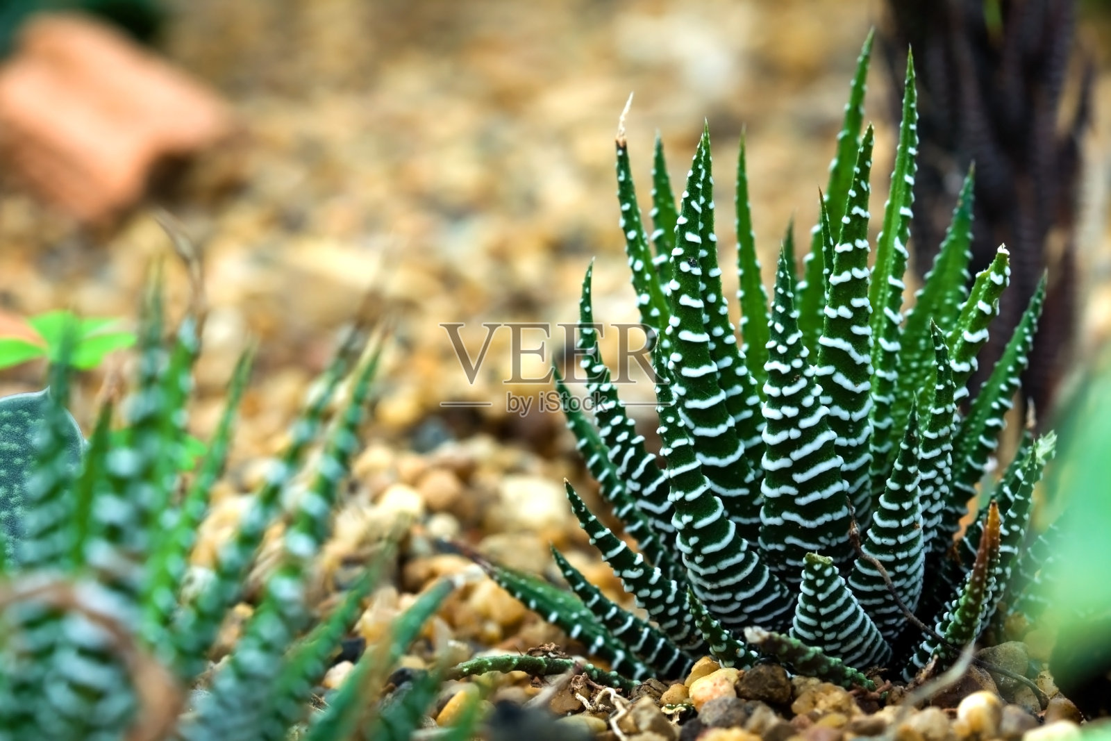小型芦荟植物照片摄影图片