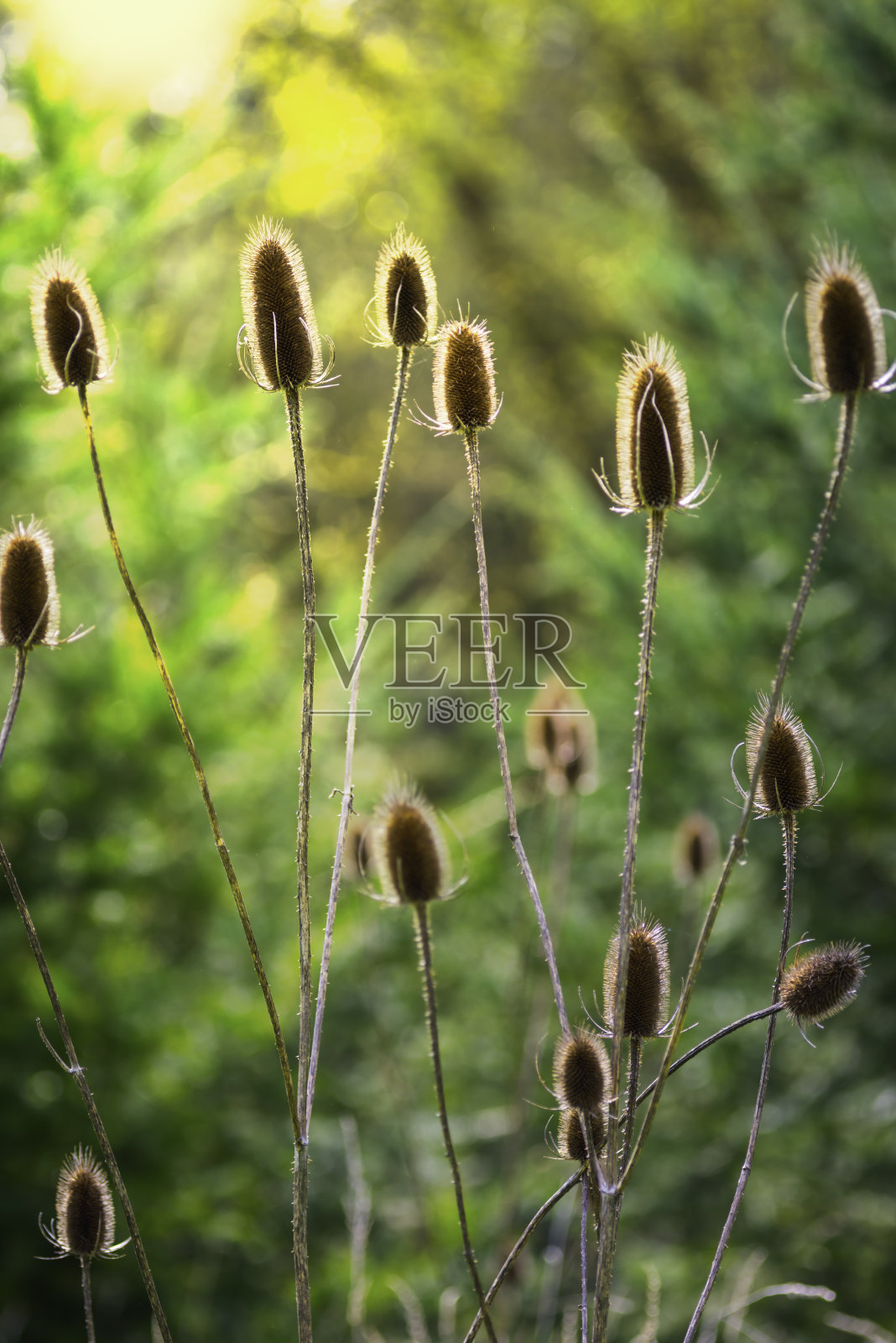 晨光照片摄影图片