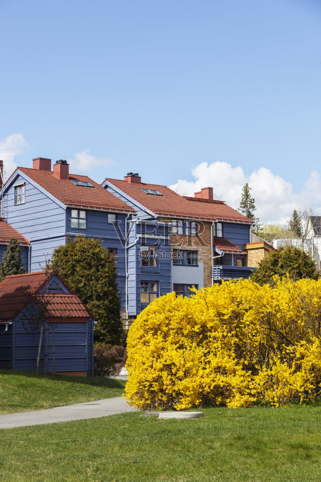 在春天，连翘在住宅区与蓝色的建筑。照片摄影图片