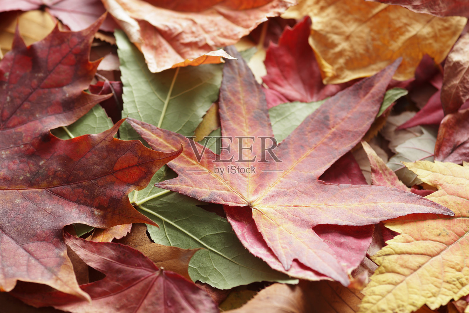 叶照片摄影图片