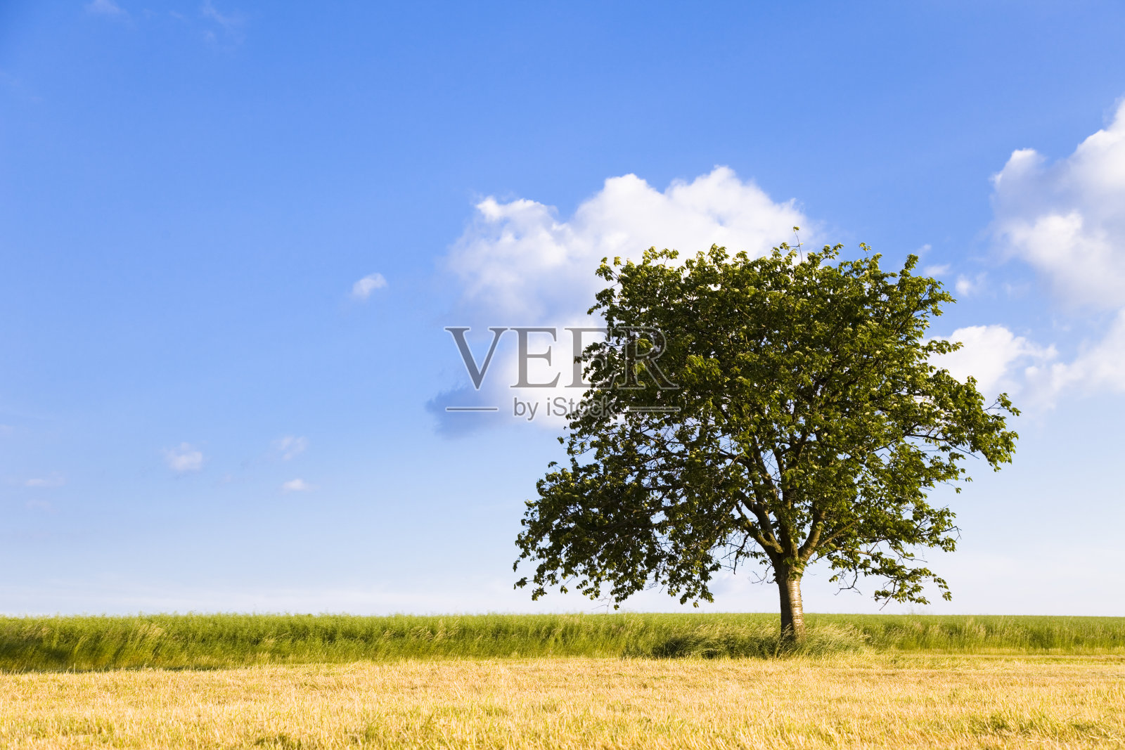 孤独的树与复制空间照片摄影图片