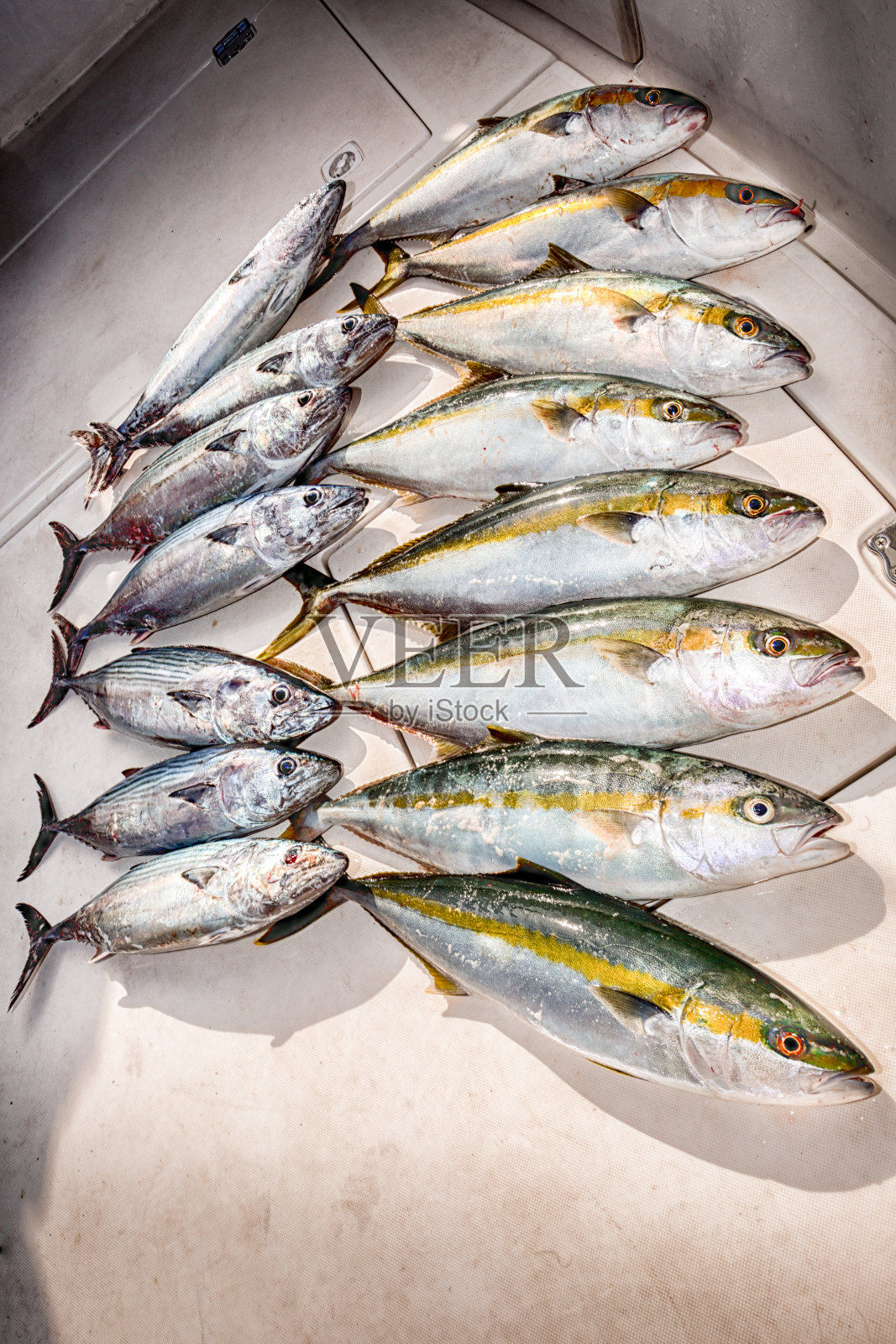 每日渔获量照片摄影图片