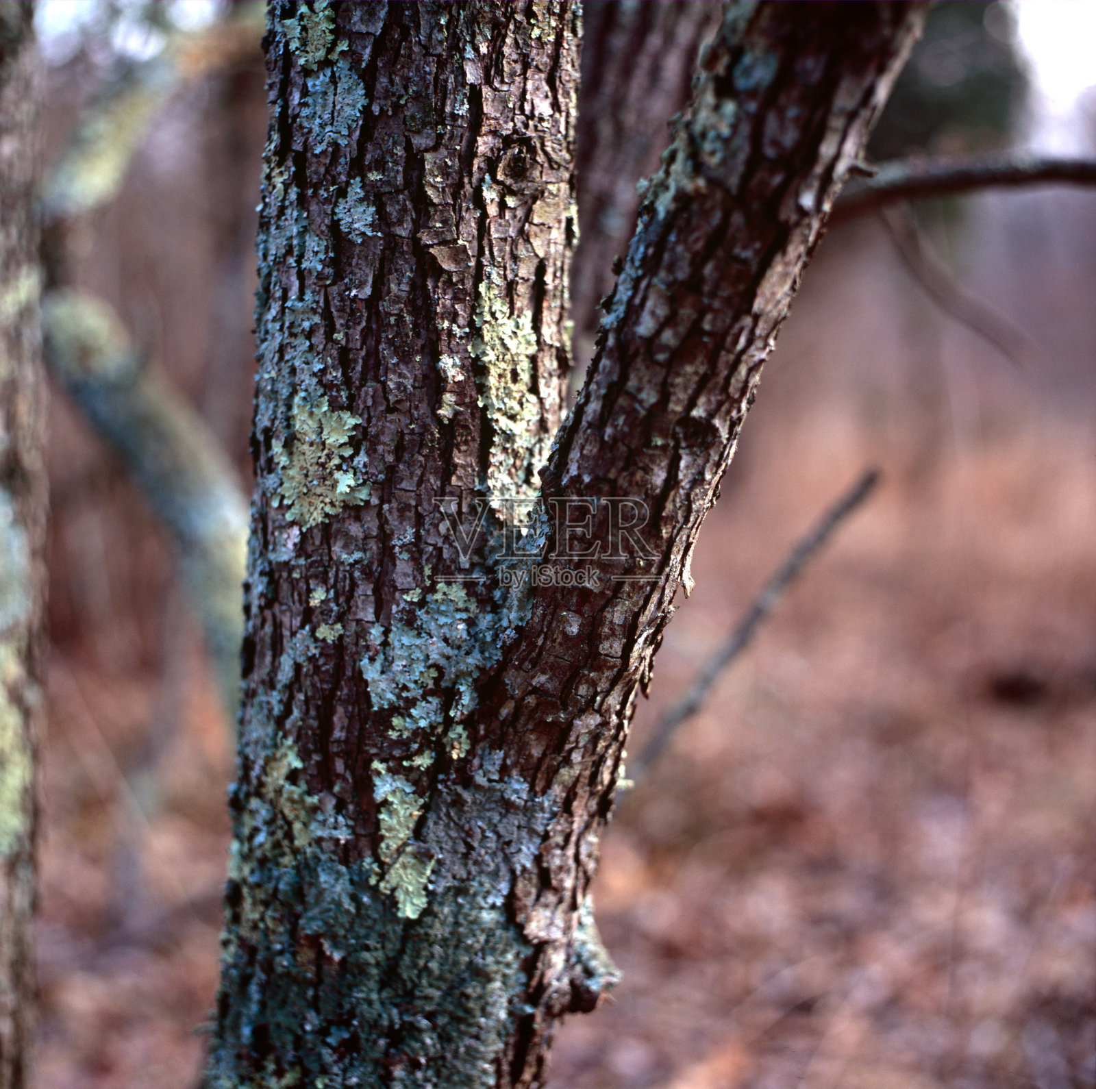 裸树照片摄影图片