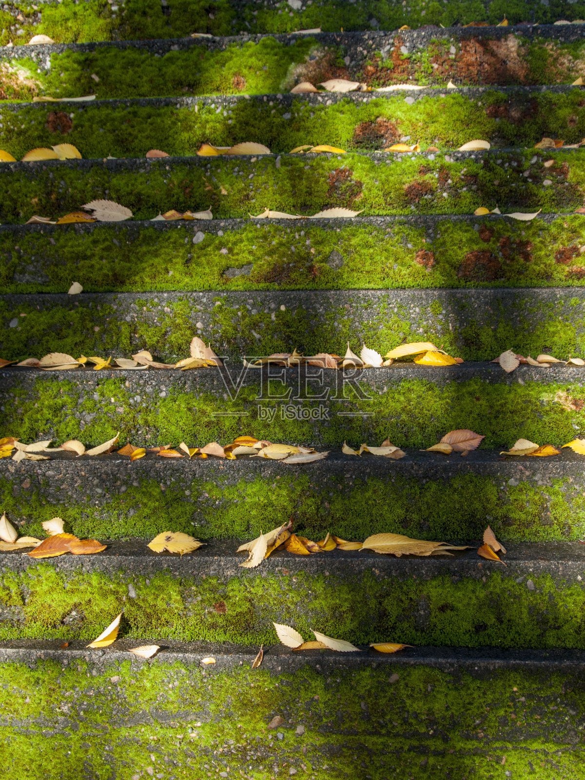 苔藓和树叶的墙照片摄影图片
