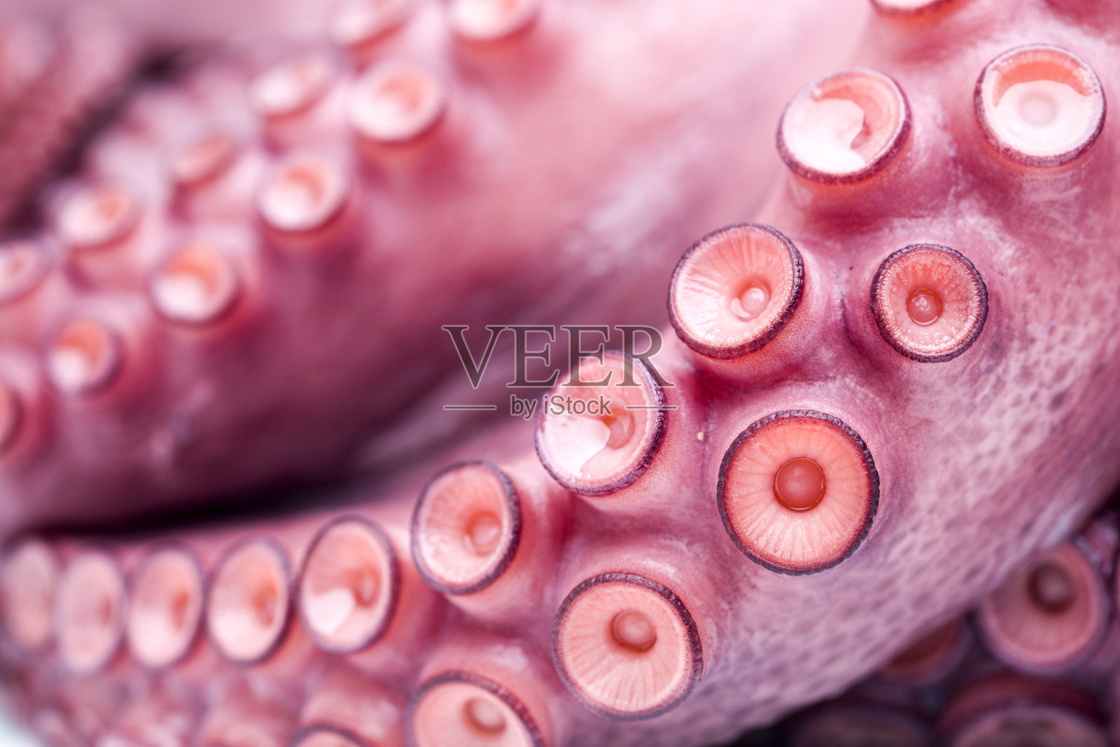 章鱼特写镜头照片摄影图片