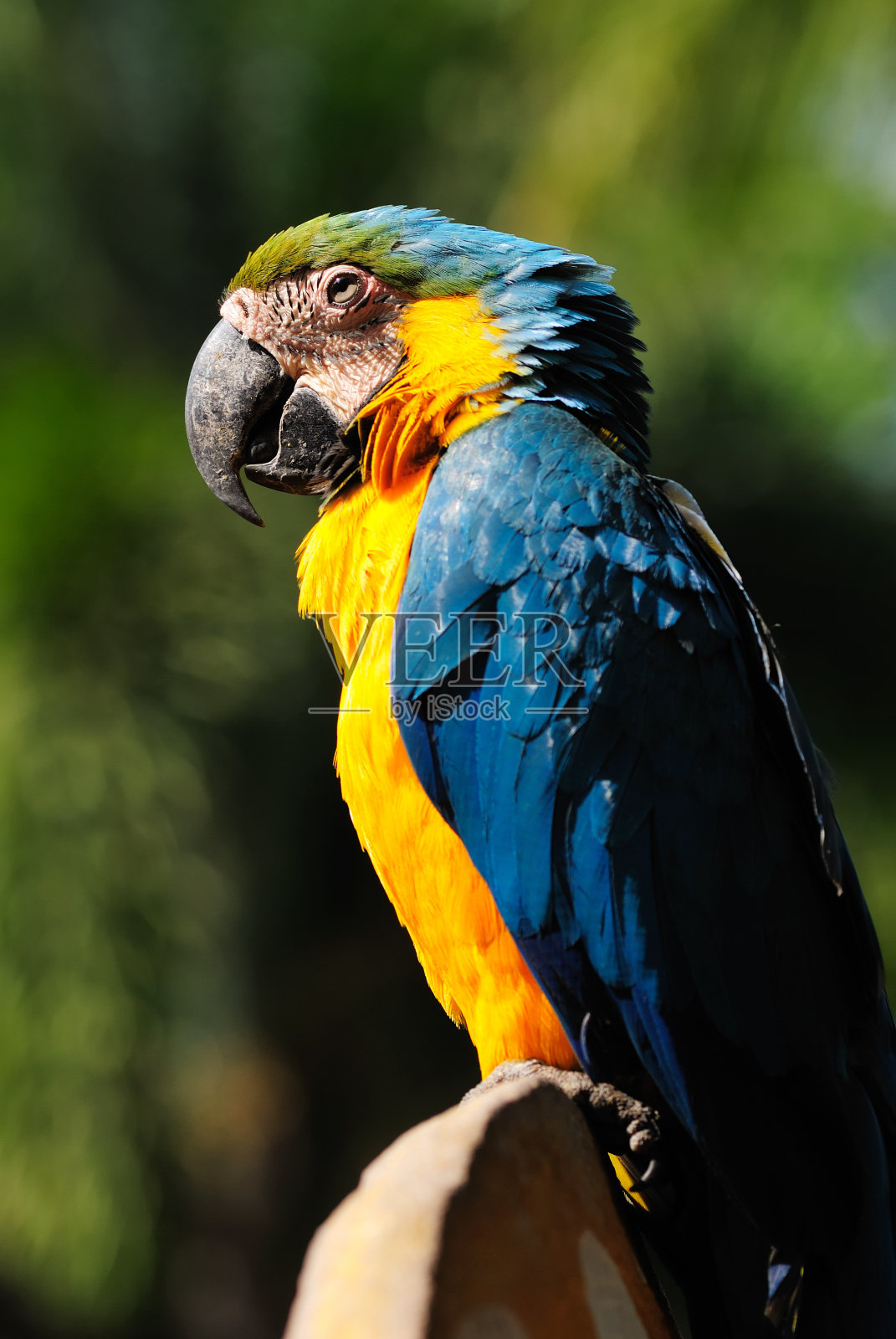 金刚鹦鹉照片摄影图片