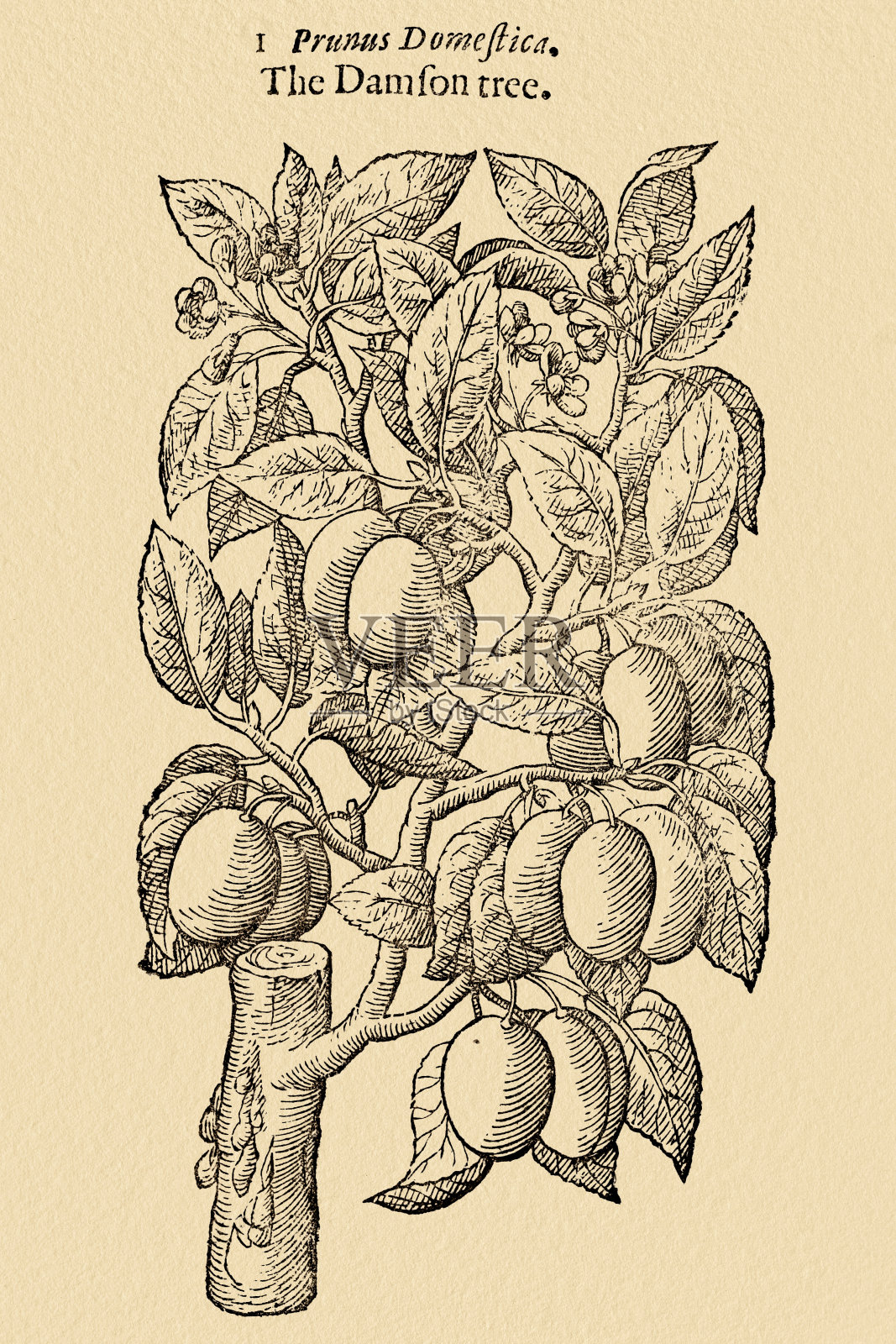 西洋梅，17世纪植物图例插画图片素材