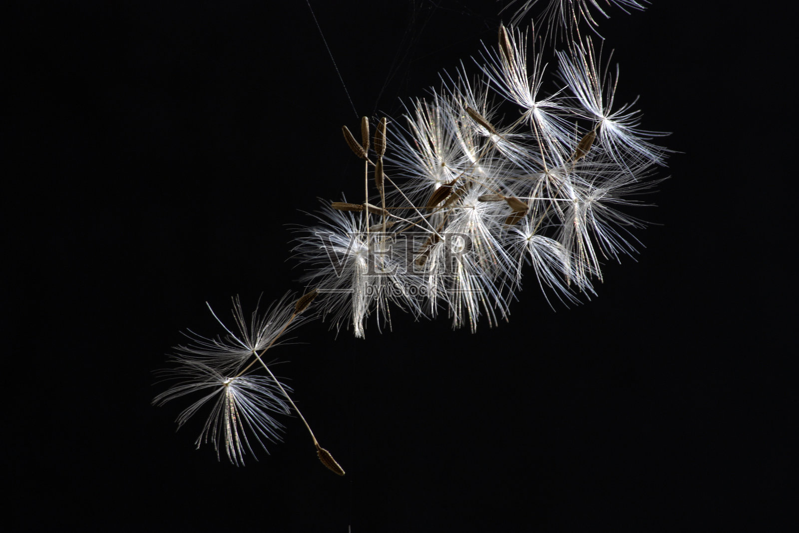 蒲公英的部分照片摄影图片