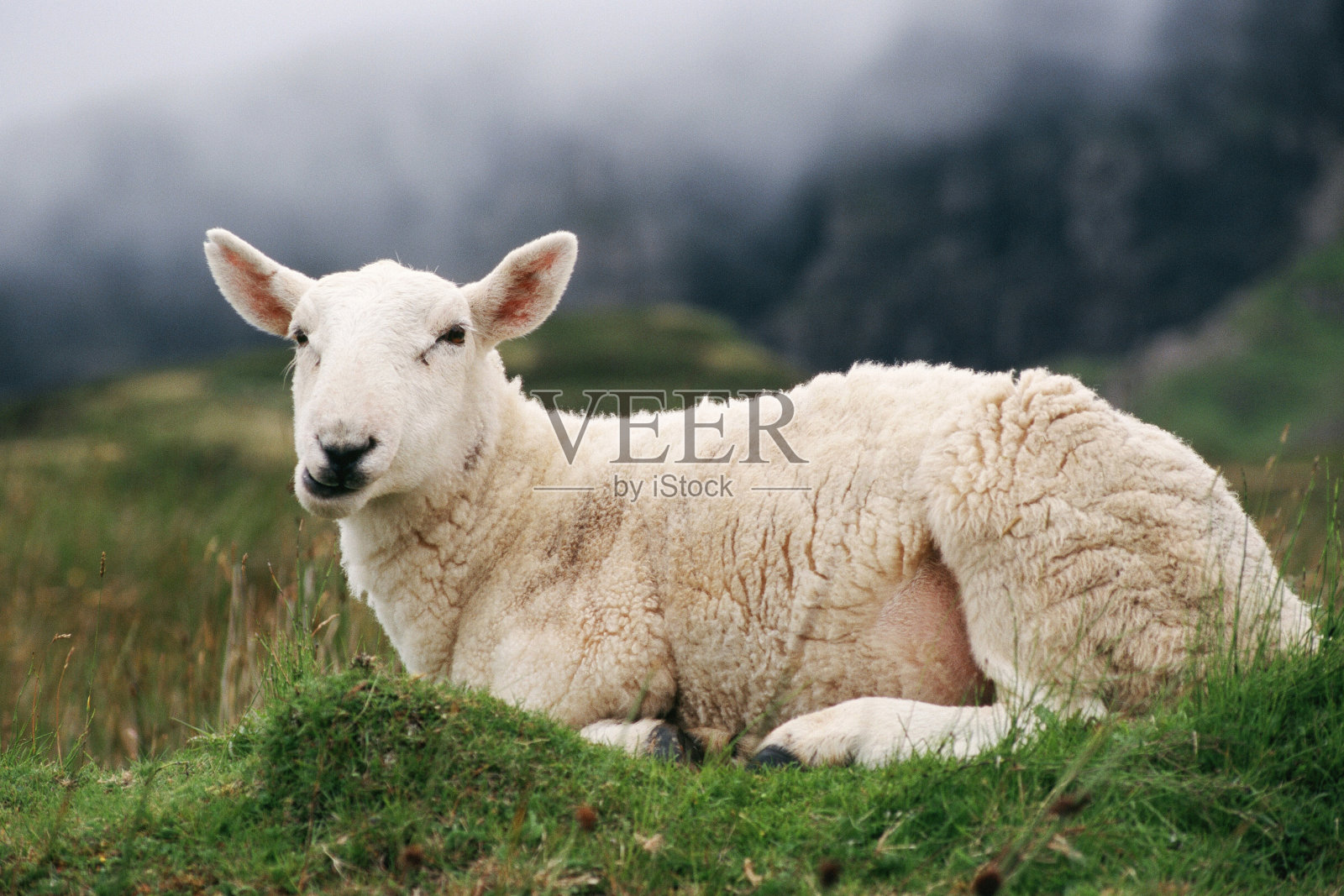 羊照片摄影图片