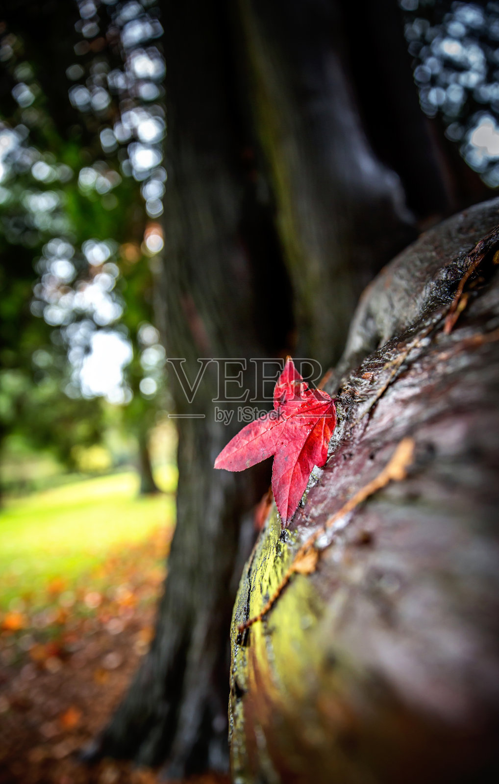 湿润的树干上有一片红叶照片摄影图片