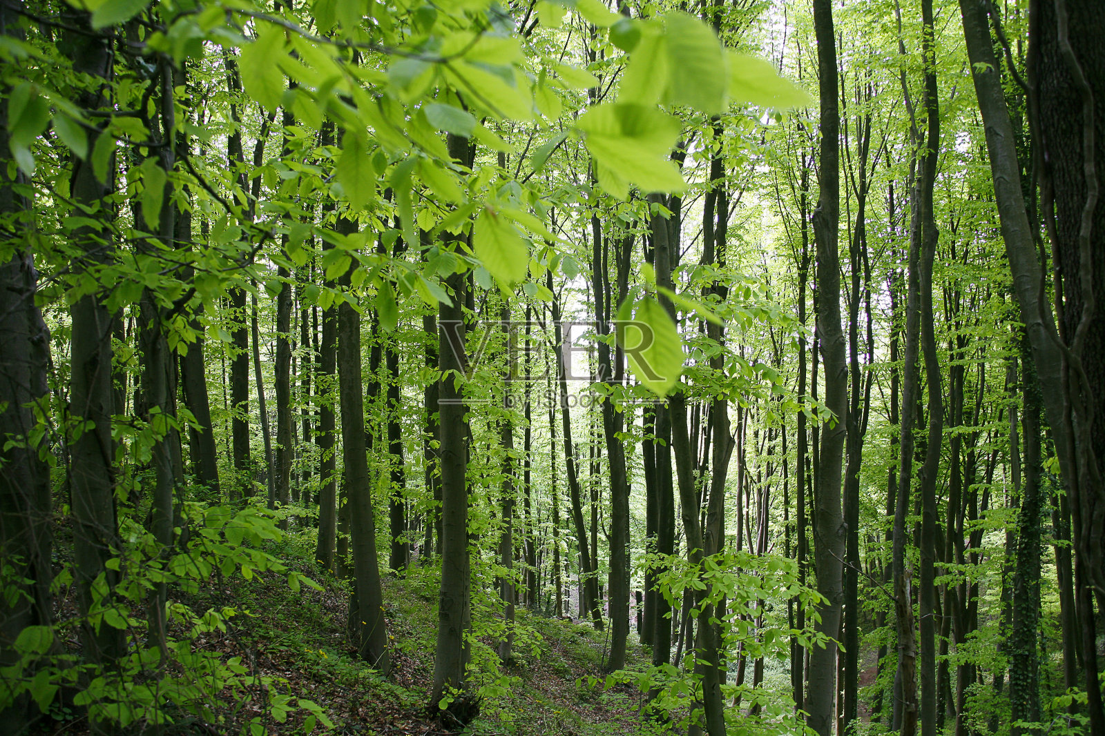 森林在春天照片摄影图片