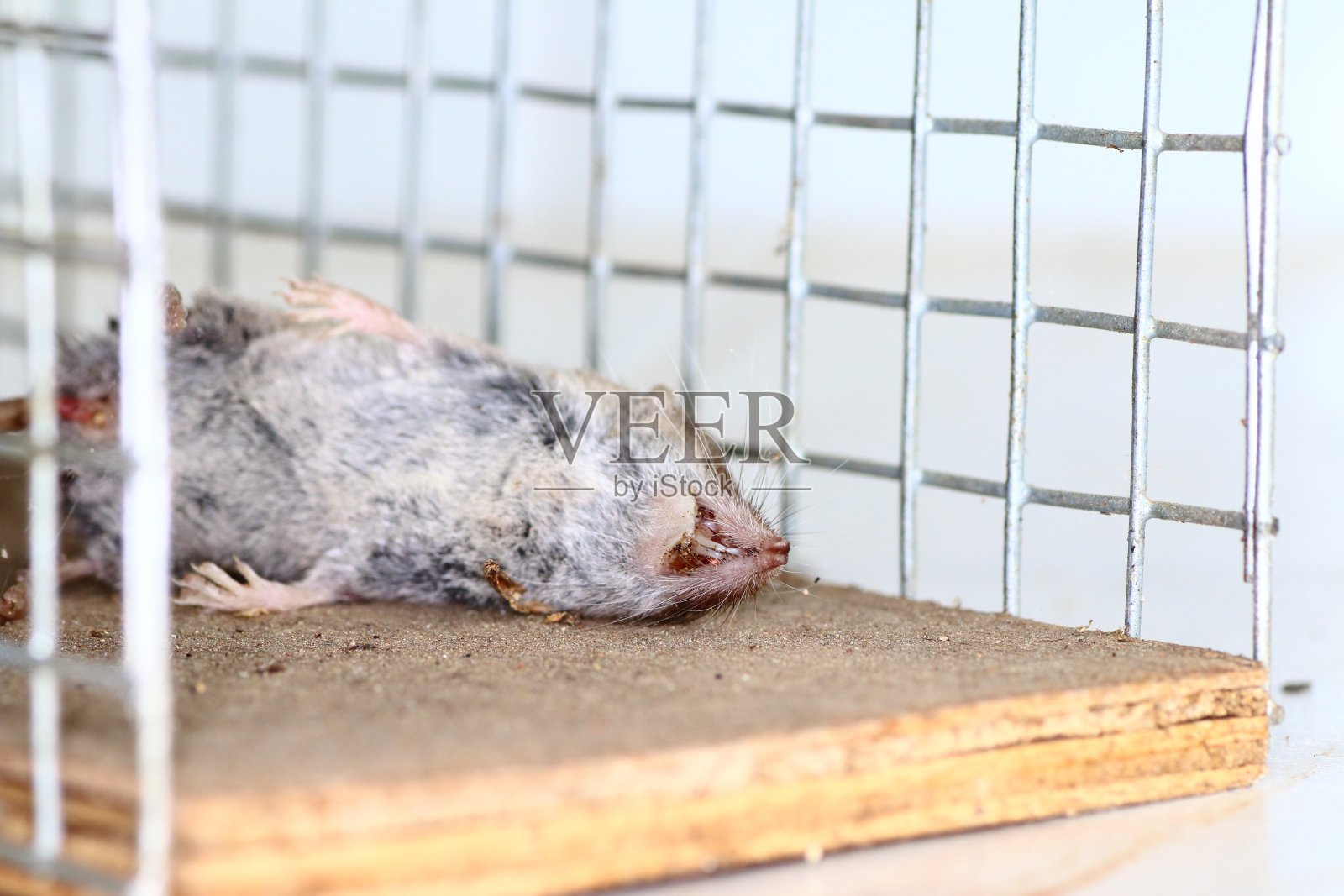 捕获死鼠动物照片摄影图片