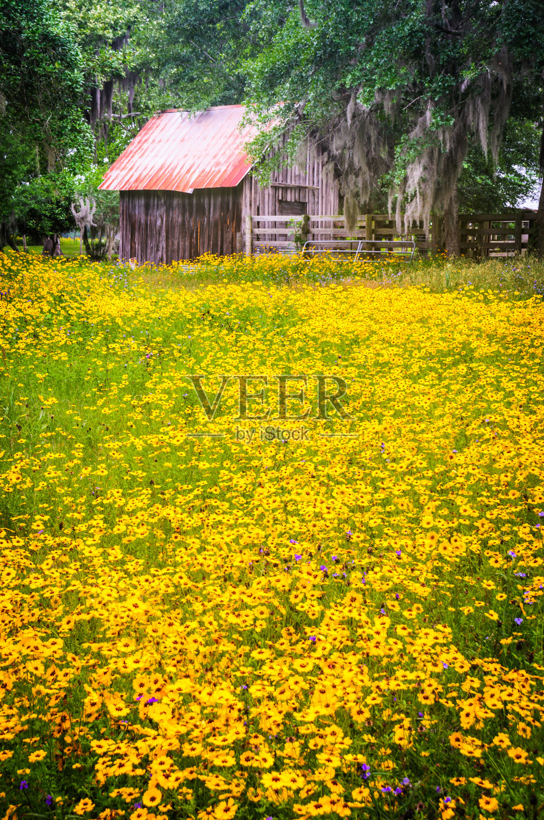 野花丰富照片摄影图片
