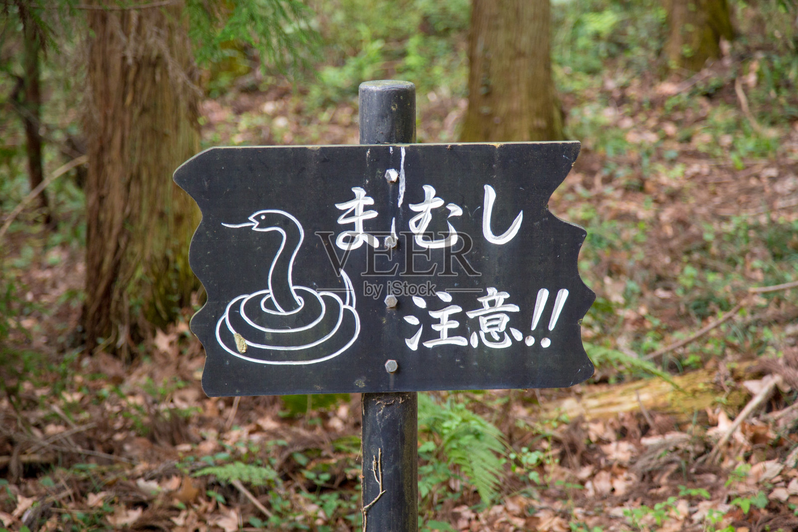 当心蛇照片摄影图片